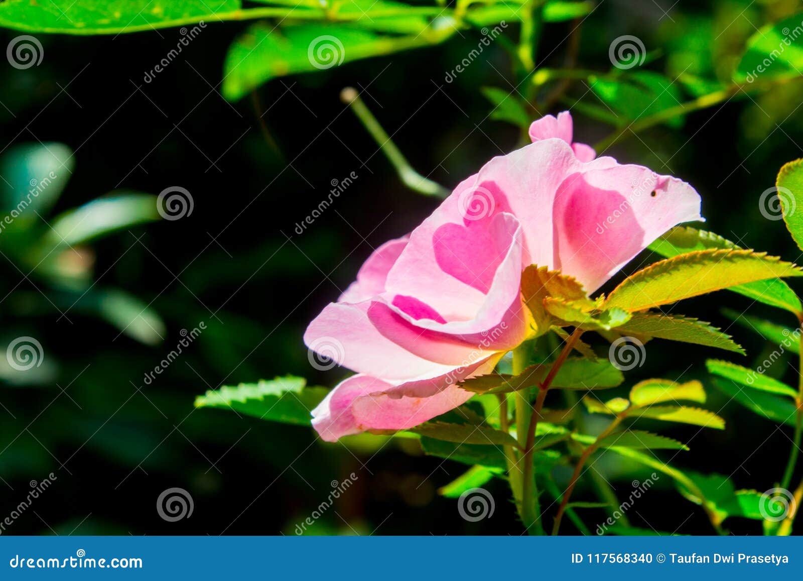 Light Pink Rose In The Morning Stock Photo Image Of Bunga