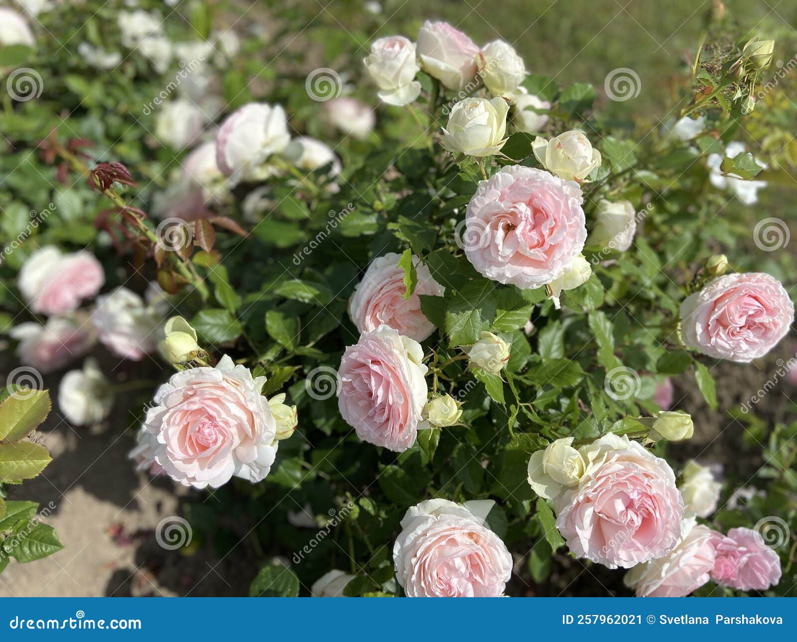 Light Pink Roses Growing In The Garden Stock Image Image Of Rose