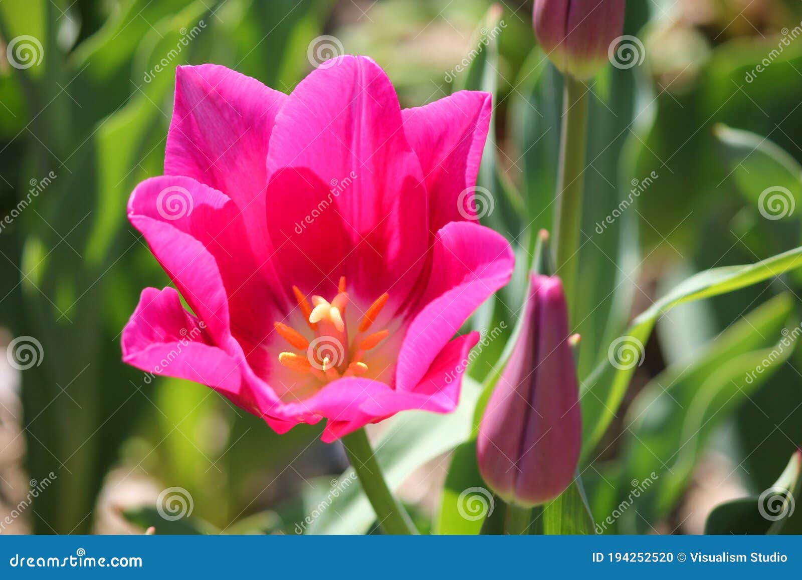 Light Pink Tropical Flower Beautiful Bouquet with Exotic Green Leaf on ...