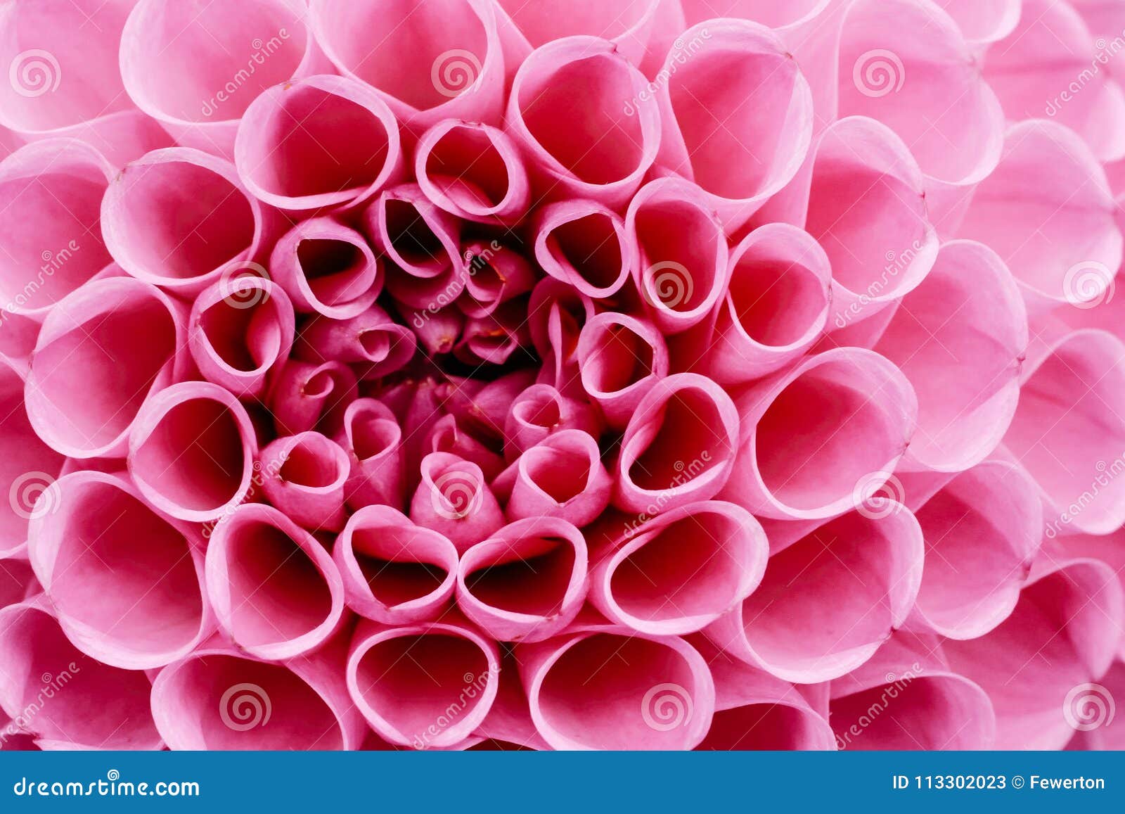 light pink and white dahlia flower macro photo. picture in color emphasizing the light pink colours
