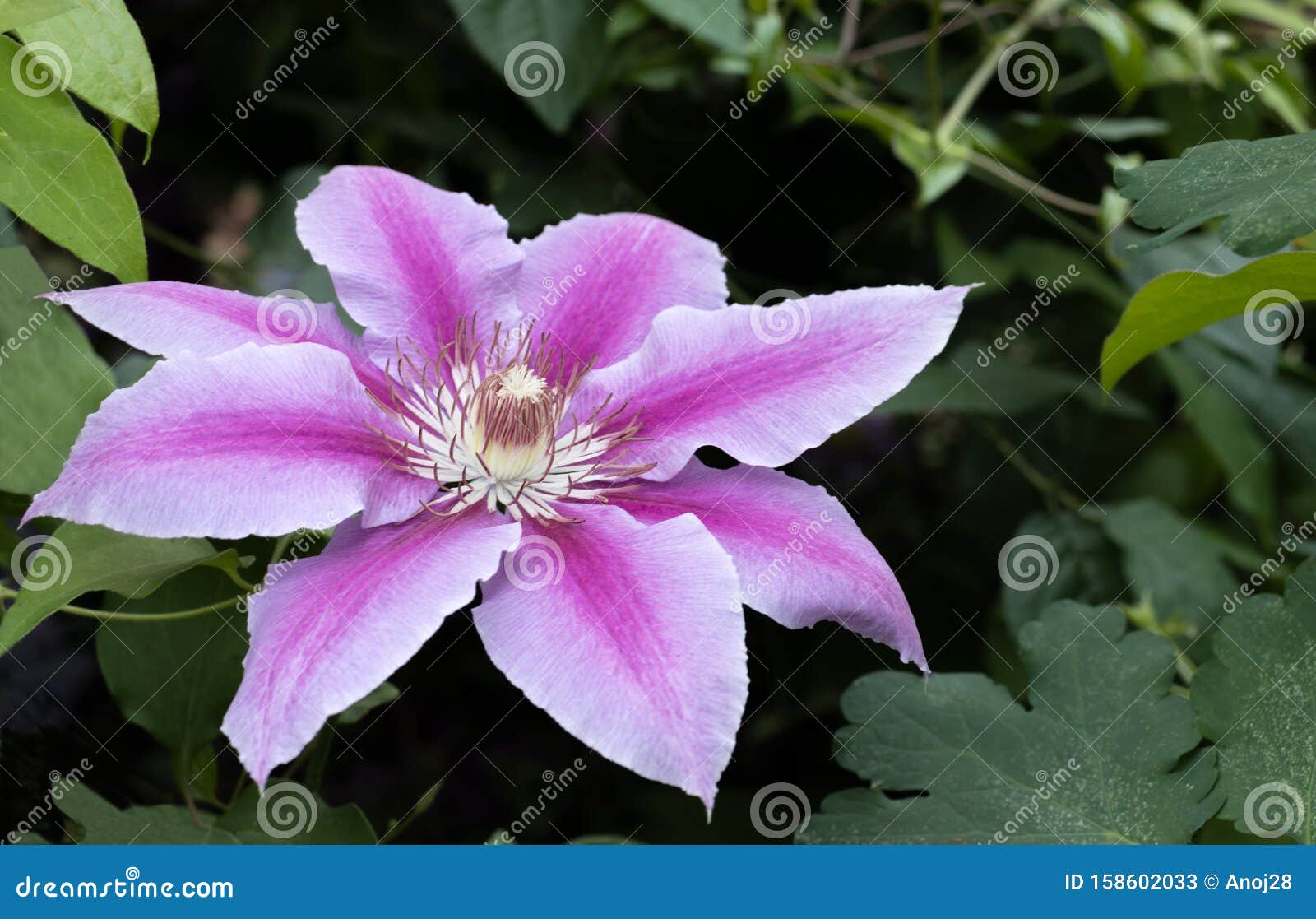 Light purple clematis with pink veins on the background of green foliage, close-up