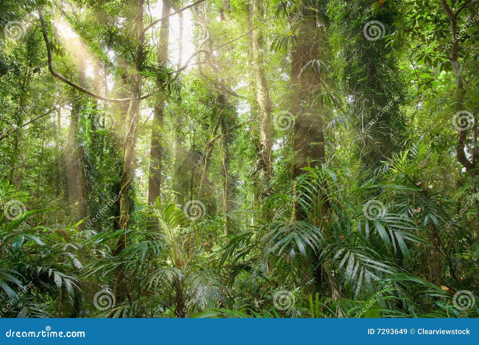light in the rainforest