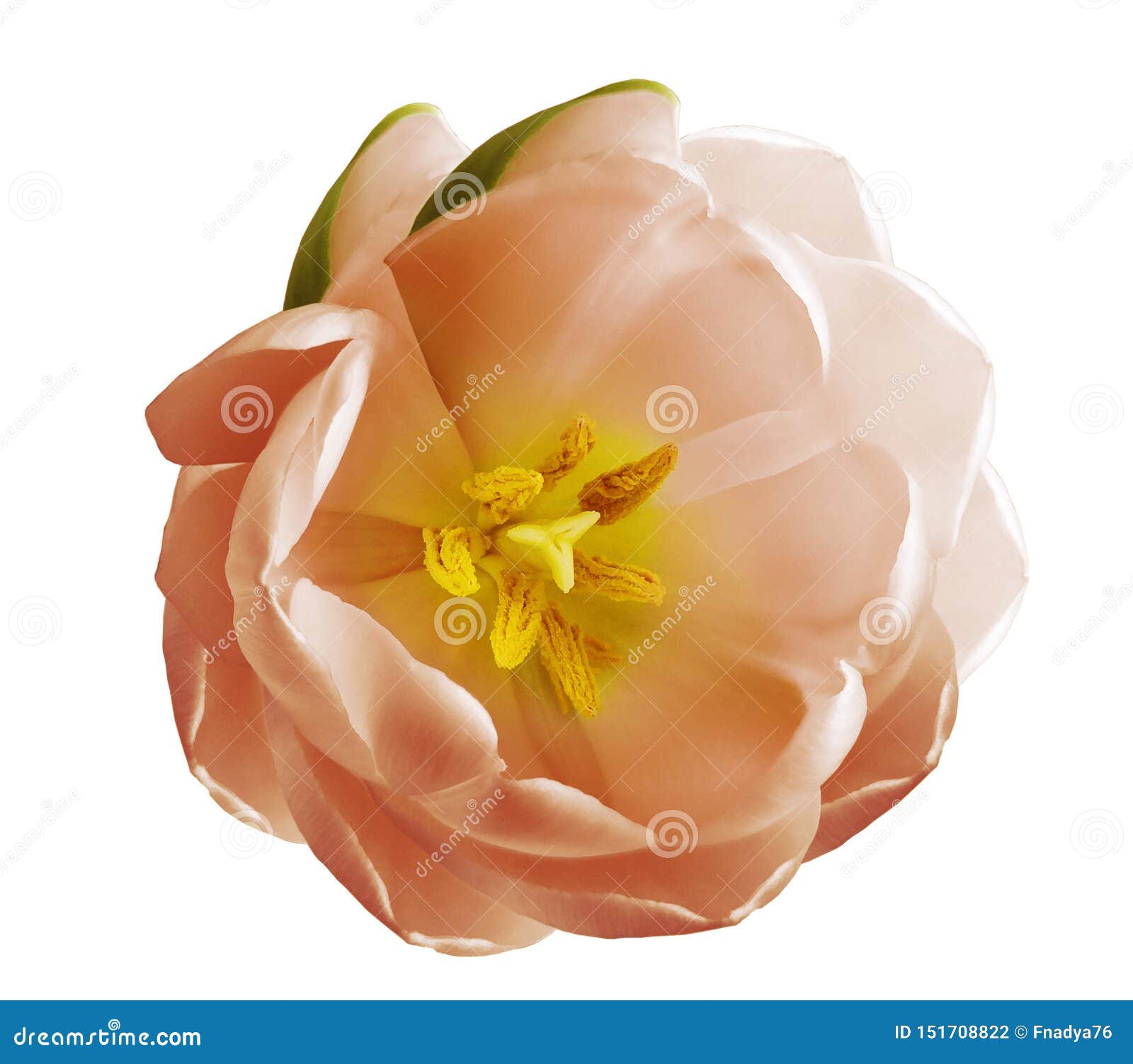 light red tulip flower on a white   background with clipping path. nature. closeup no shadows.