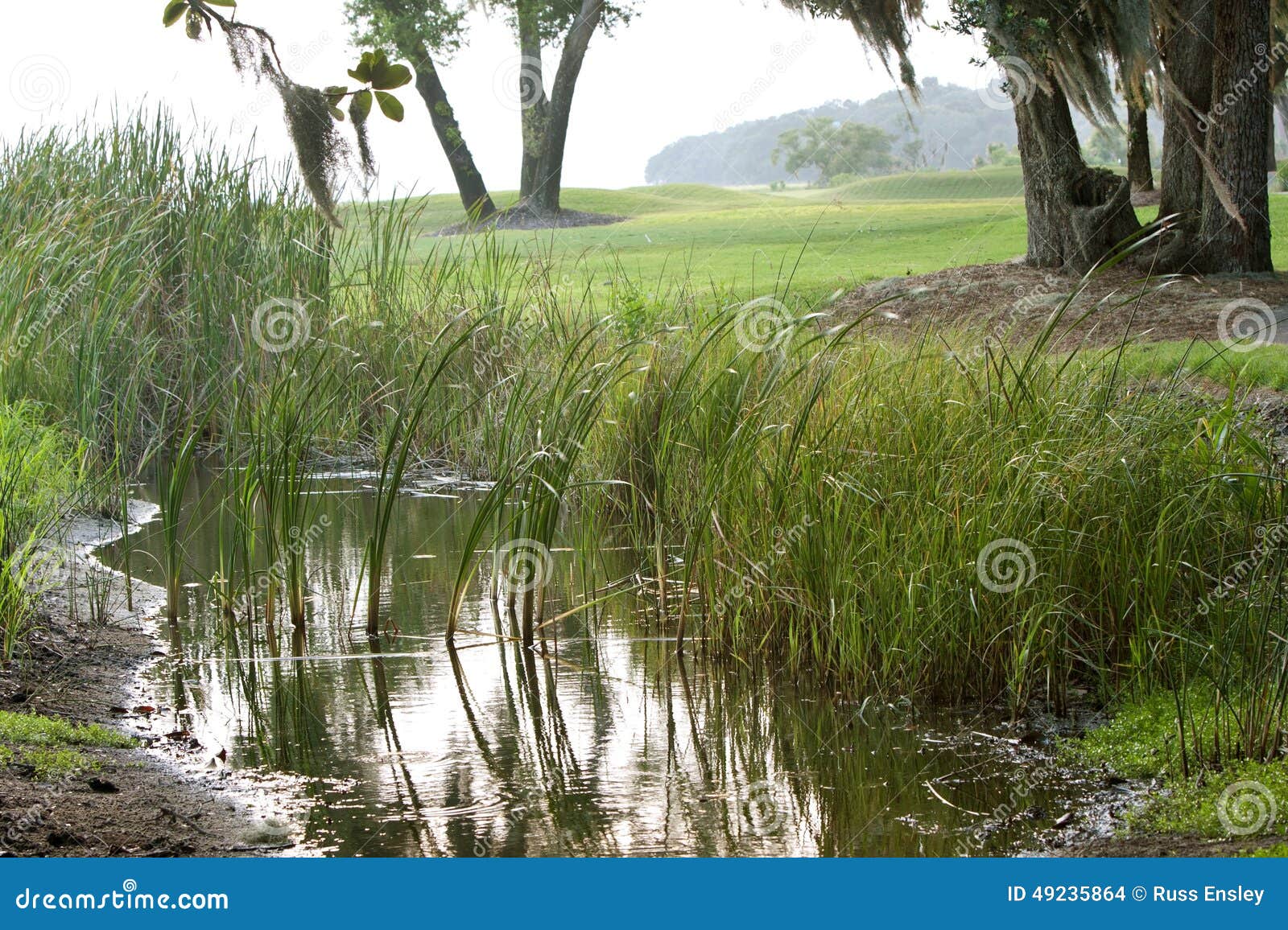 light reflects off picturesque north florida marsh