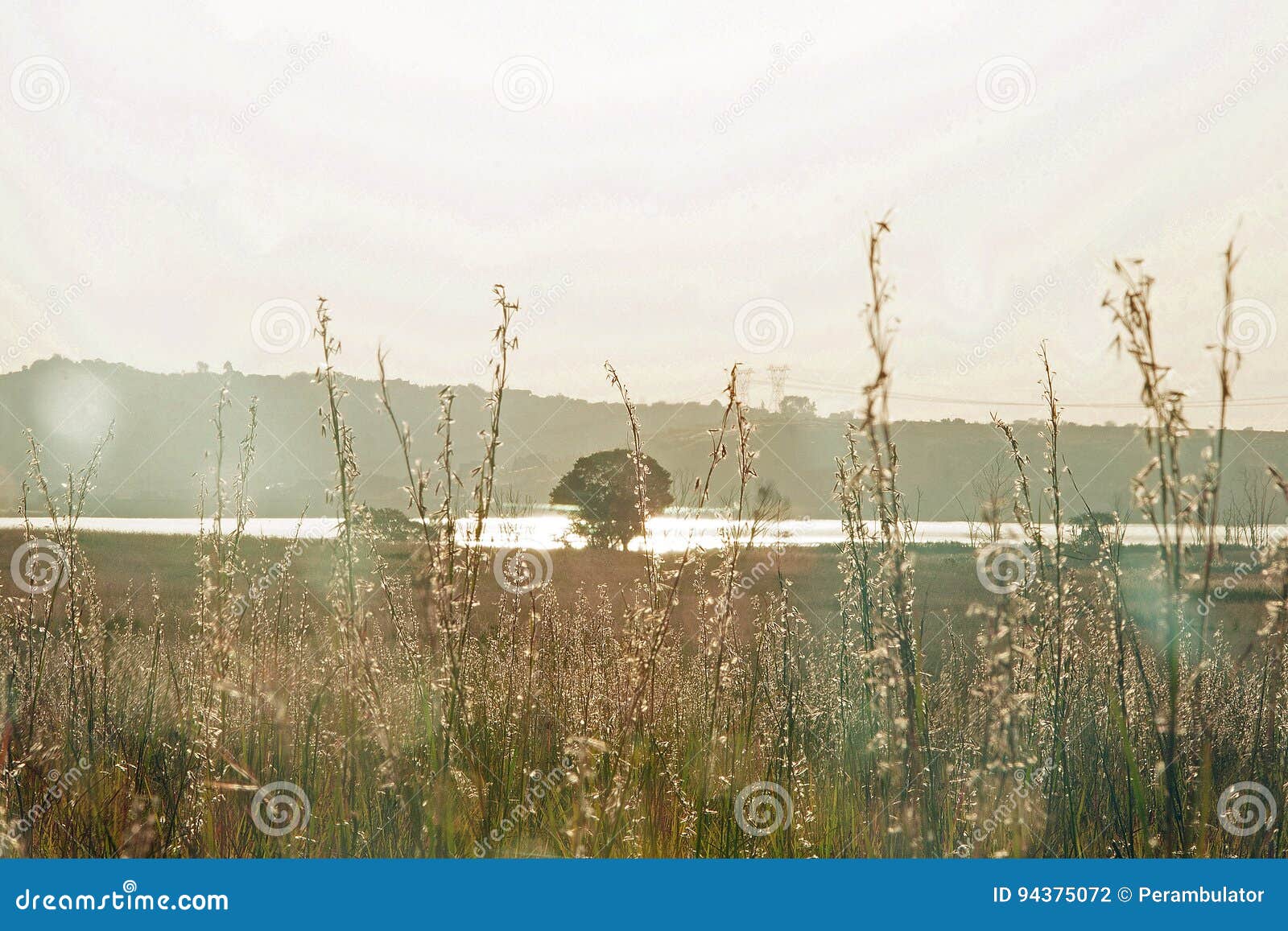 LIGHT on SEEDING GRASS stock photo. Image of white, environment 94375072