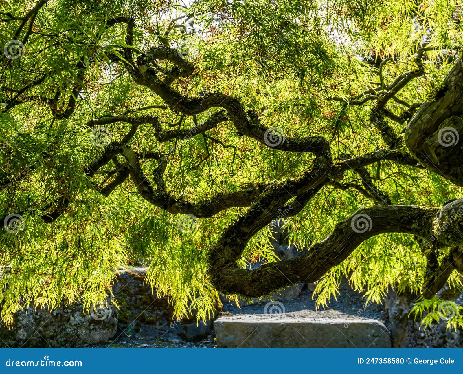 Abstract Japanese Maple Branches 3 Stock Photo Image of tree, garden