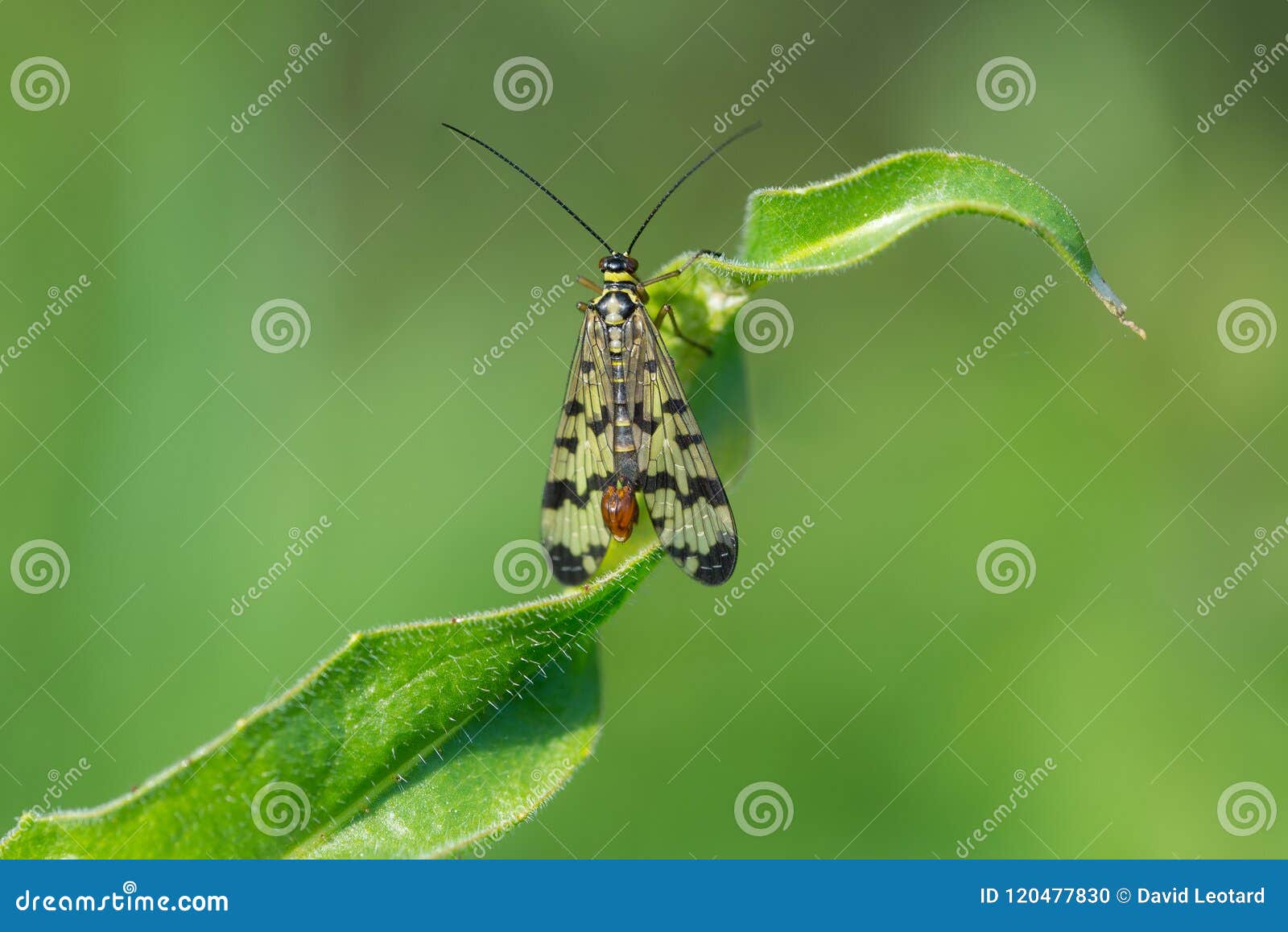 insect fly scorpion alone on a green leaf in color