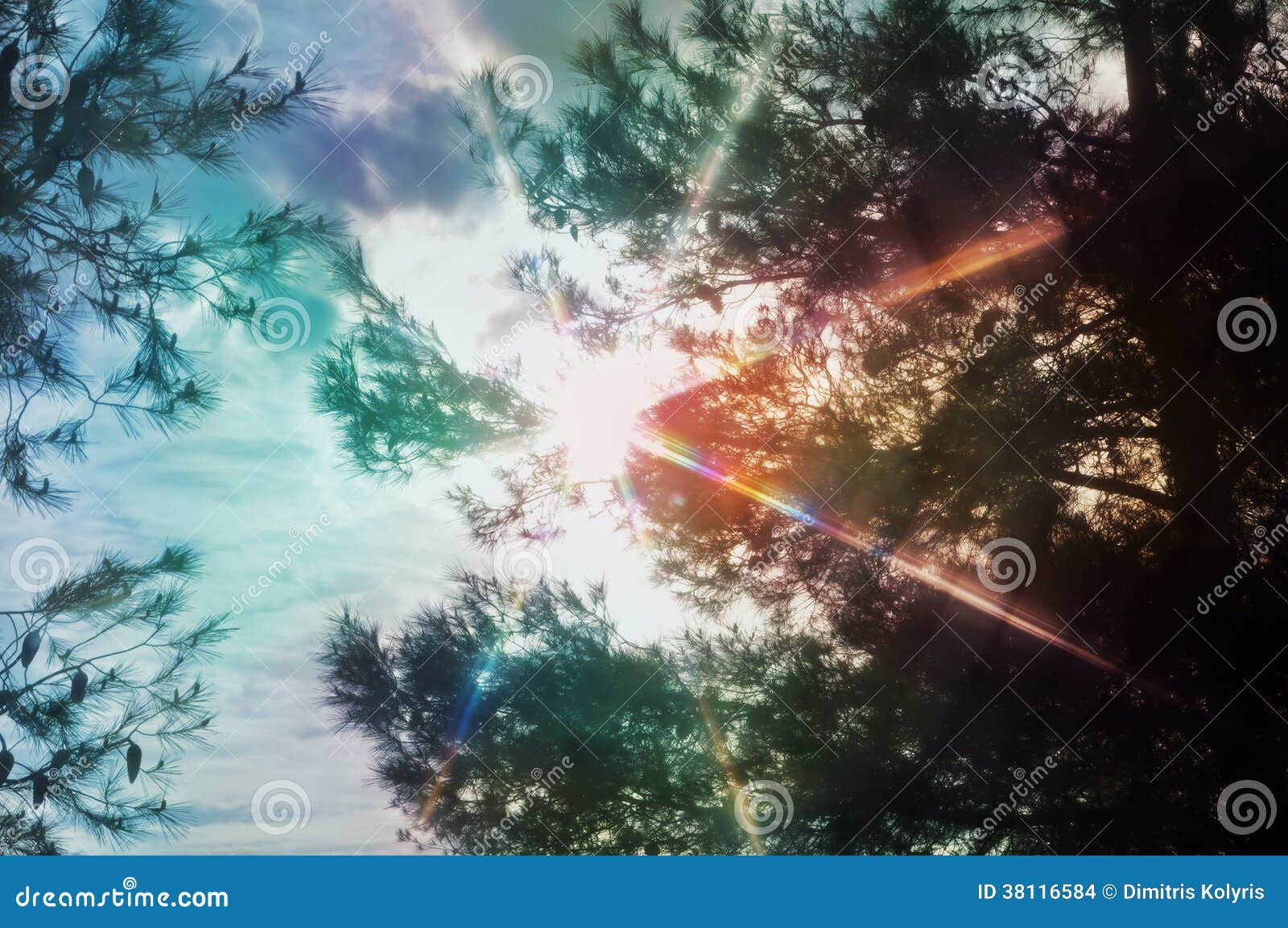 Light Spectrum through Pine Trees Stock Photo Image of happy