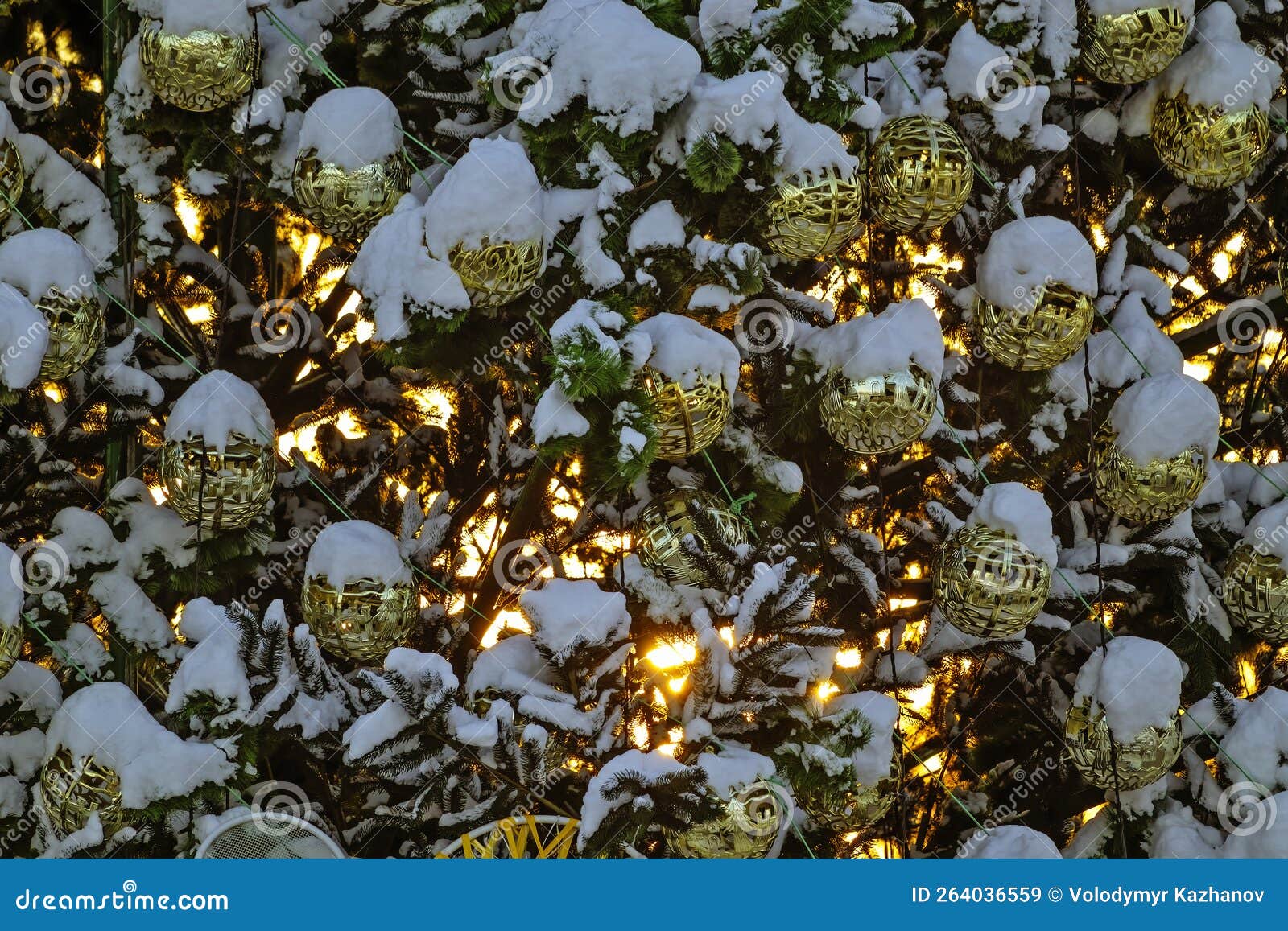 The Light of the Sun Passes through a Christmas Tree with Snow