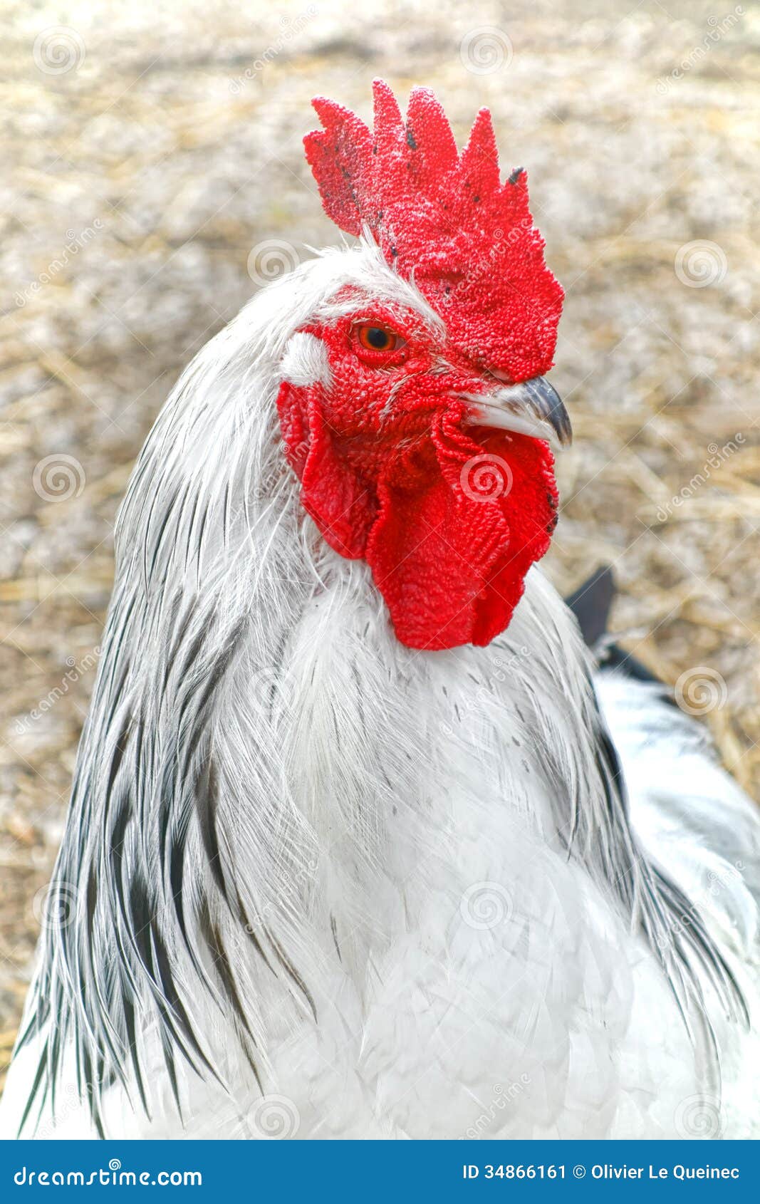 light sussex chicken rooster head red crest male cock black neck feather detail farm backyard 34866161