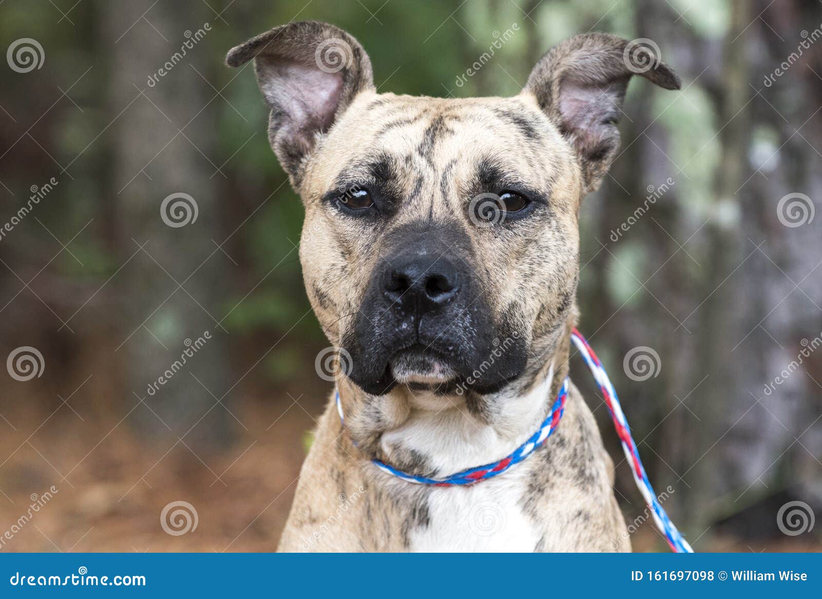 what is a reverse brindle mastiff