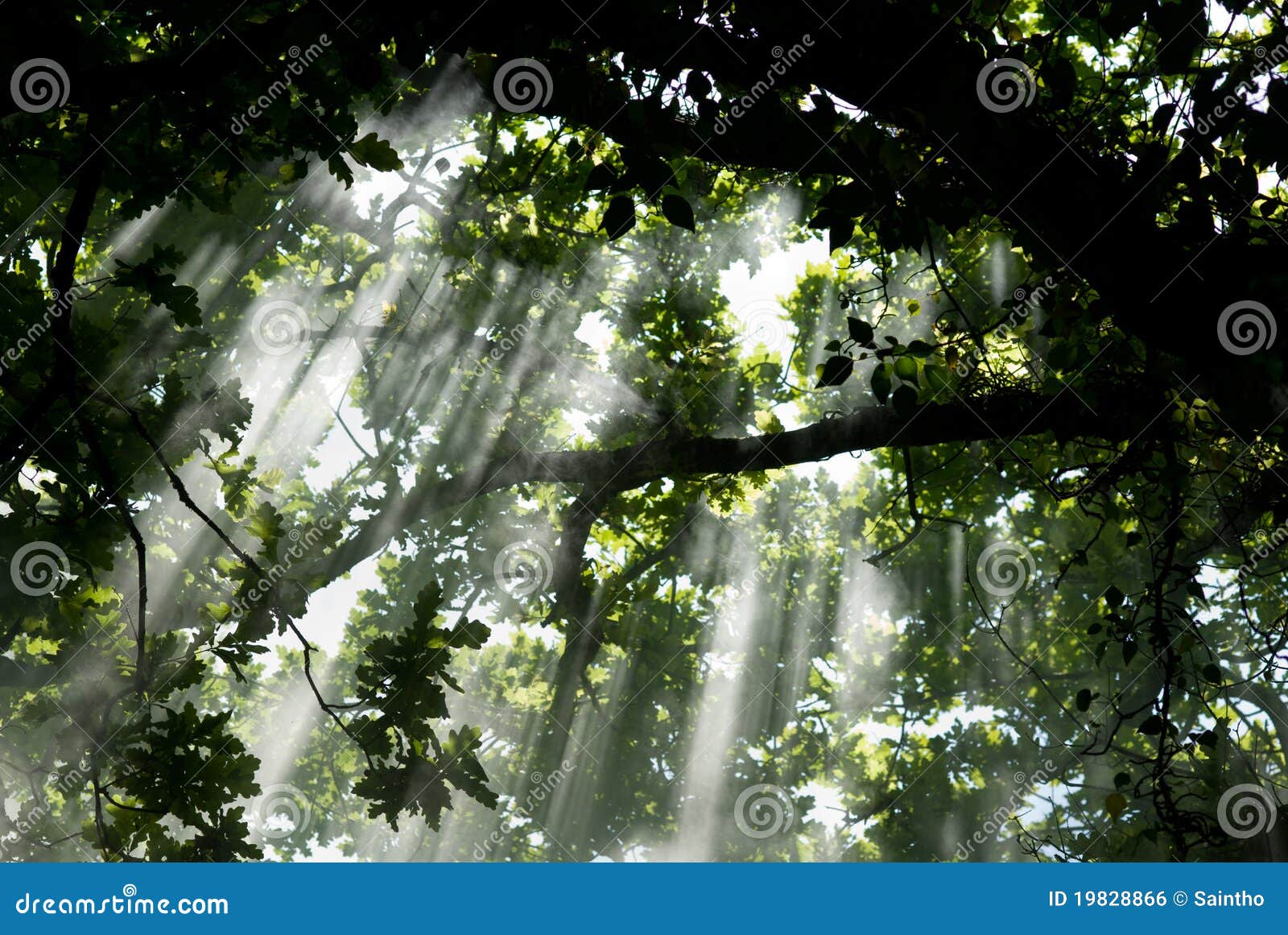 Light under the trees stock photo. Image of magical, tropical 19828866