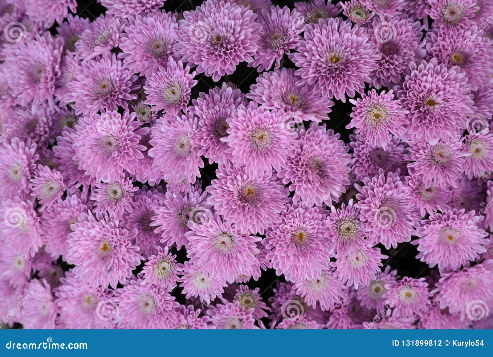 Light Violet Chrysanthemum Flowers Close Up. Floral Background. Stock ...