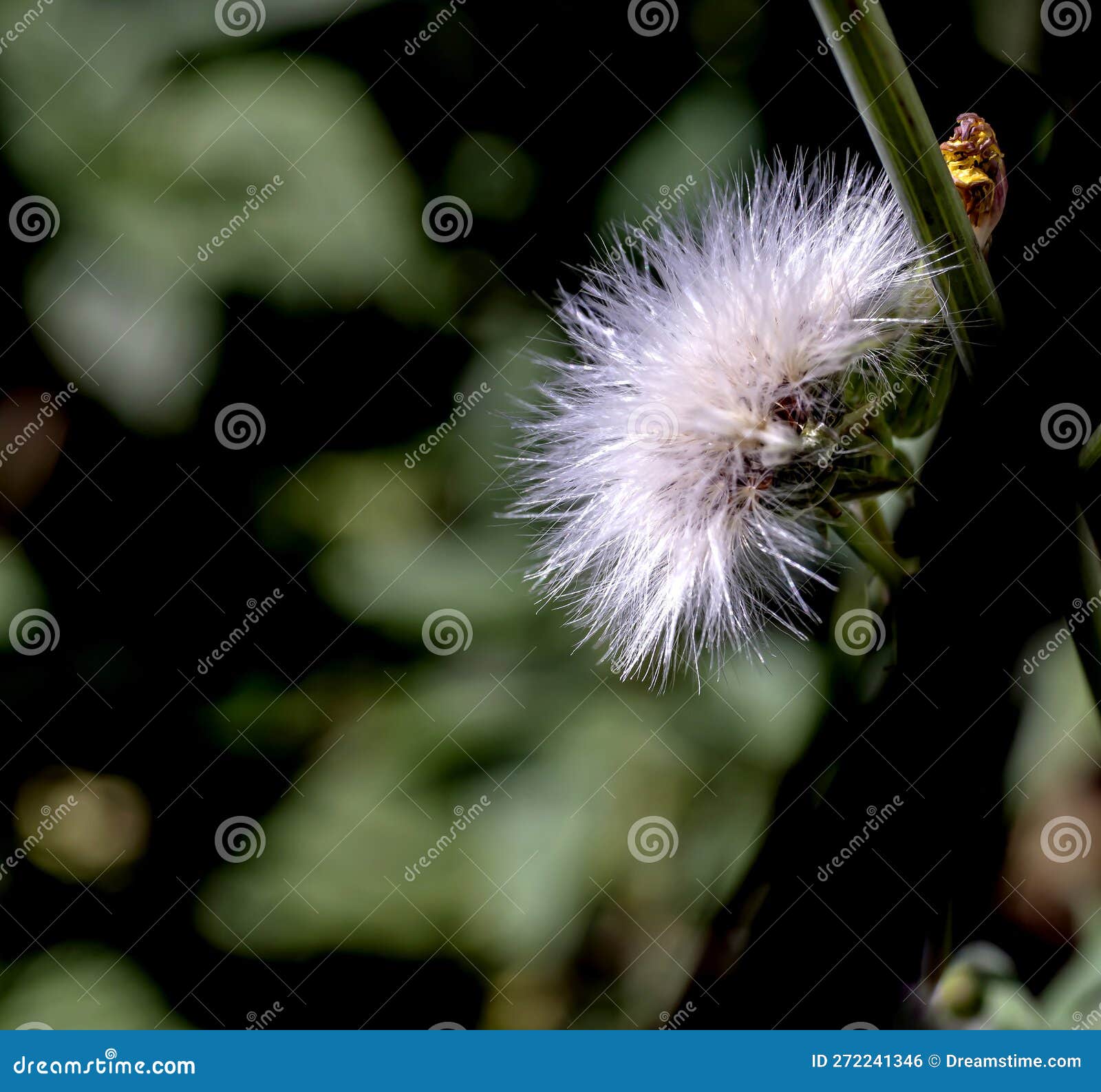 tall weed with white fluffy seeds