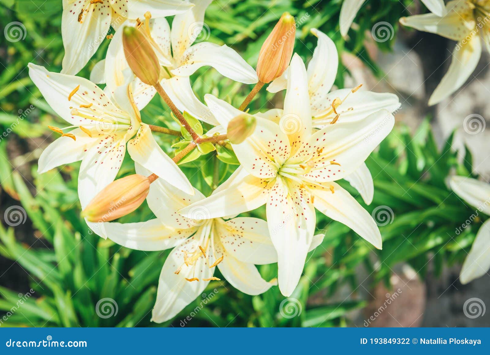 Light Yellow Lilies Growing in the Garden Stock Photo Image of