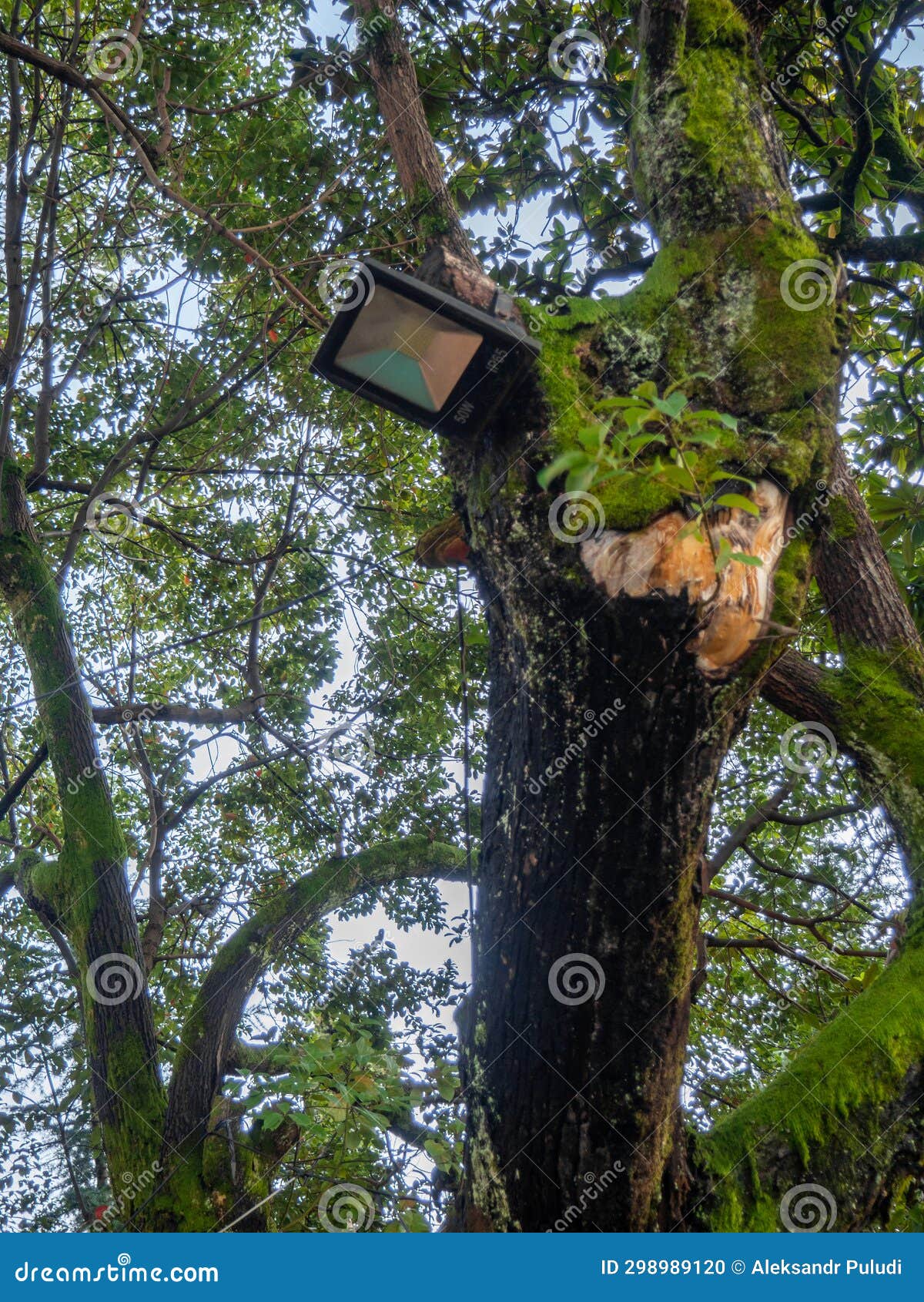 Lighting in the Park. Evening Park. Lighting Fixture on a Tree Stock Photo Image of lamp