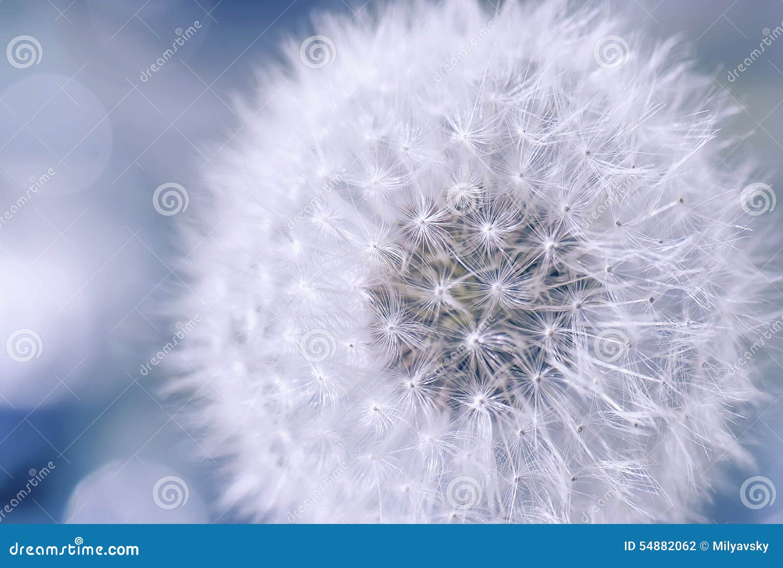 dandelion flower, purity, closeup...