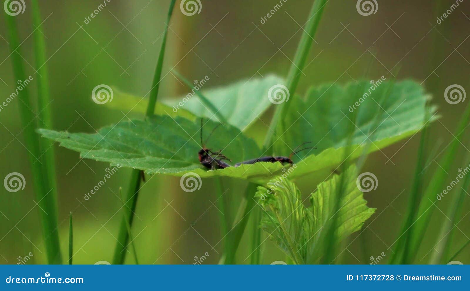 Lightning Bugs Couple on the Leaf Stock Footage Video of closeup, mating 117372728
