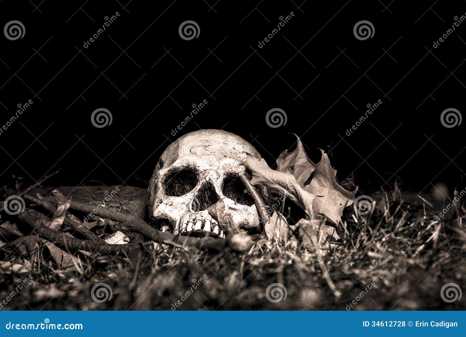 skull on the ground in the woods; photographed in the dark using ...