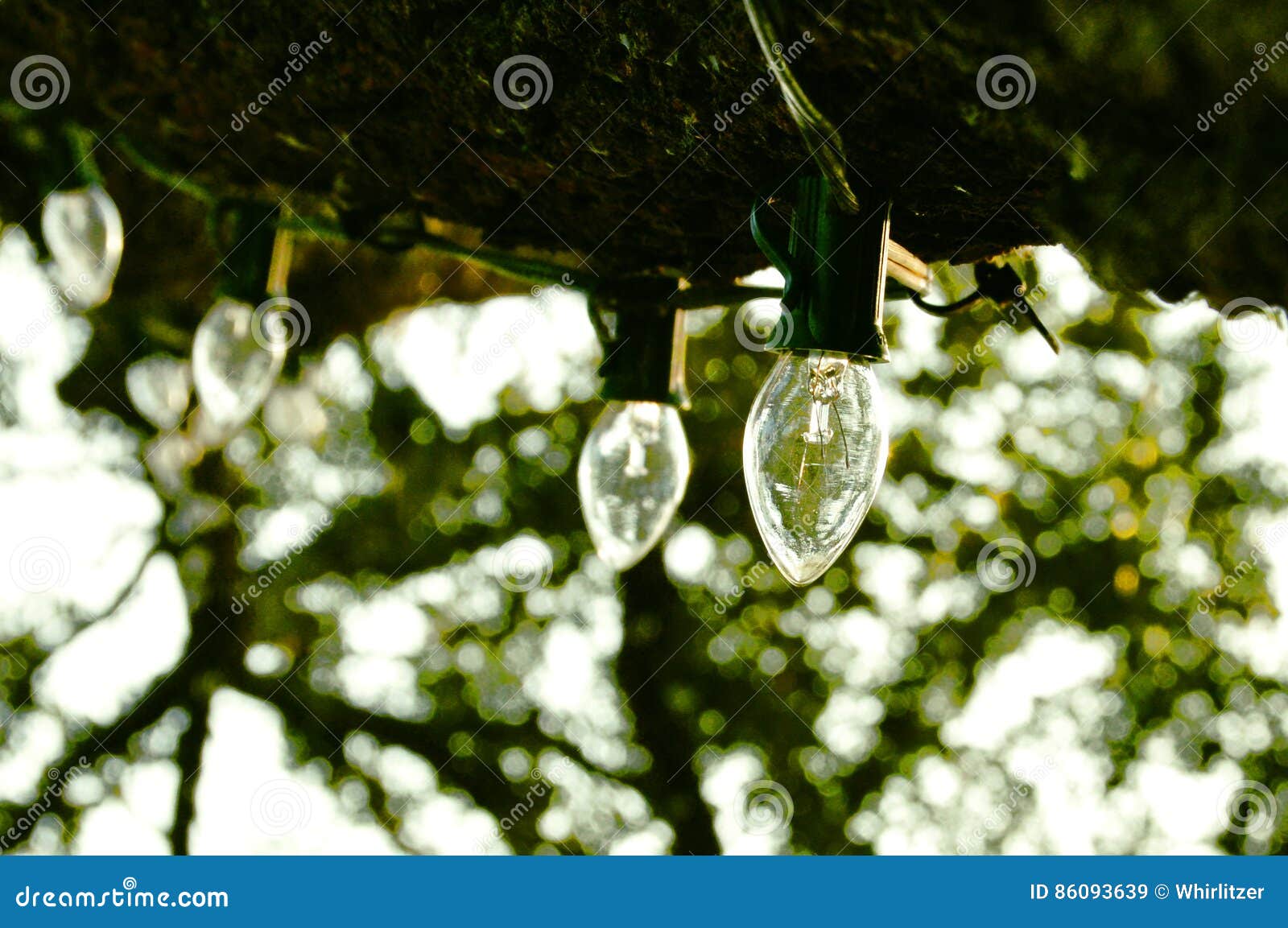 Lights Hanging from Tree Limb Stock Image Image of energy, reflection