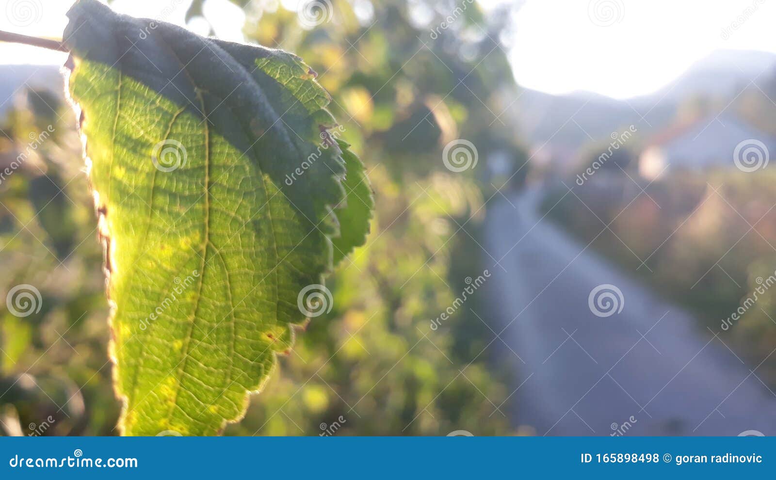 lighty, nature, sun, trees, beautifull