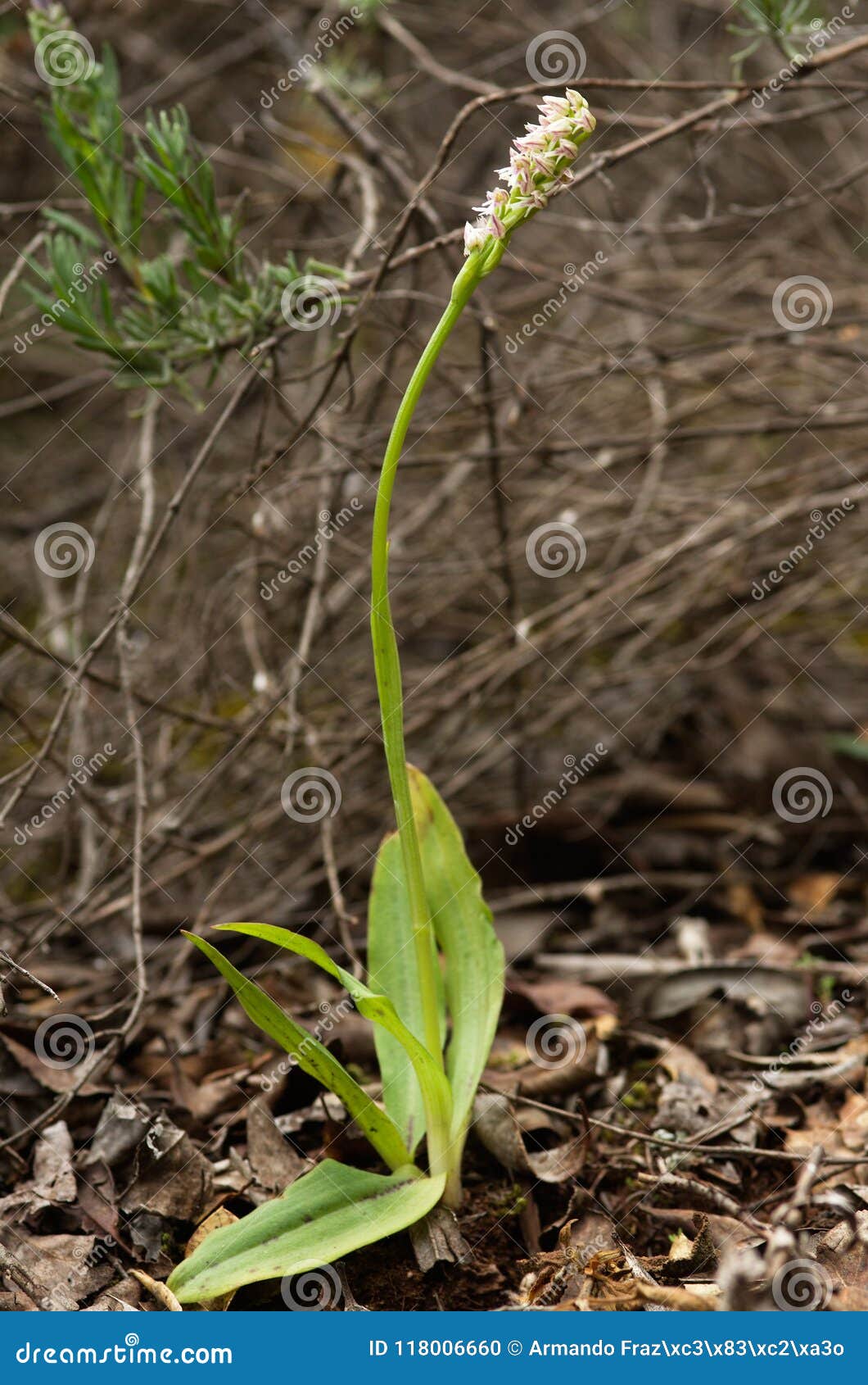 Dense Flowered Orchid Plant - Neotinea Maculata Stock Photo - Image of  bloom, maculata: 118006660