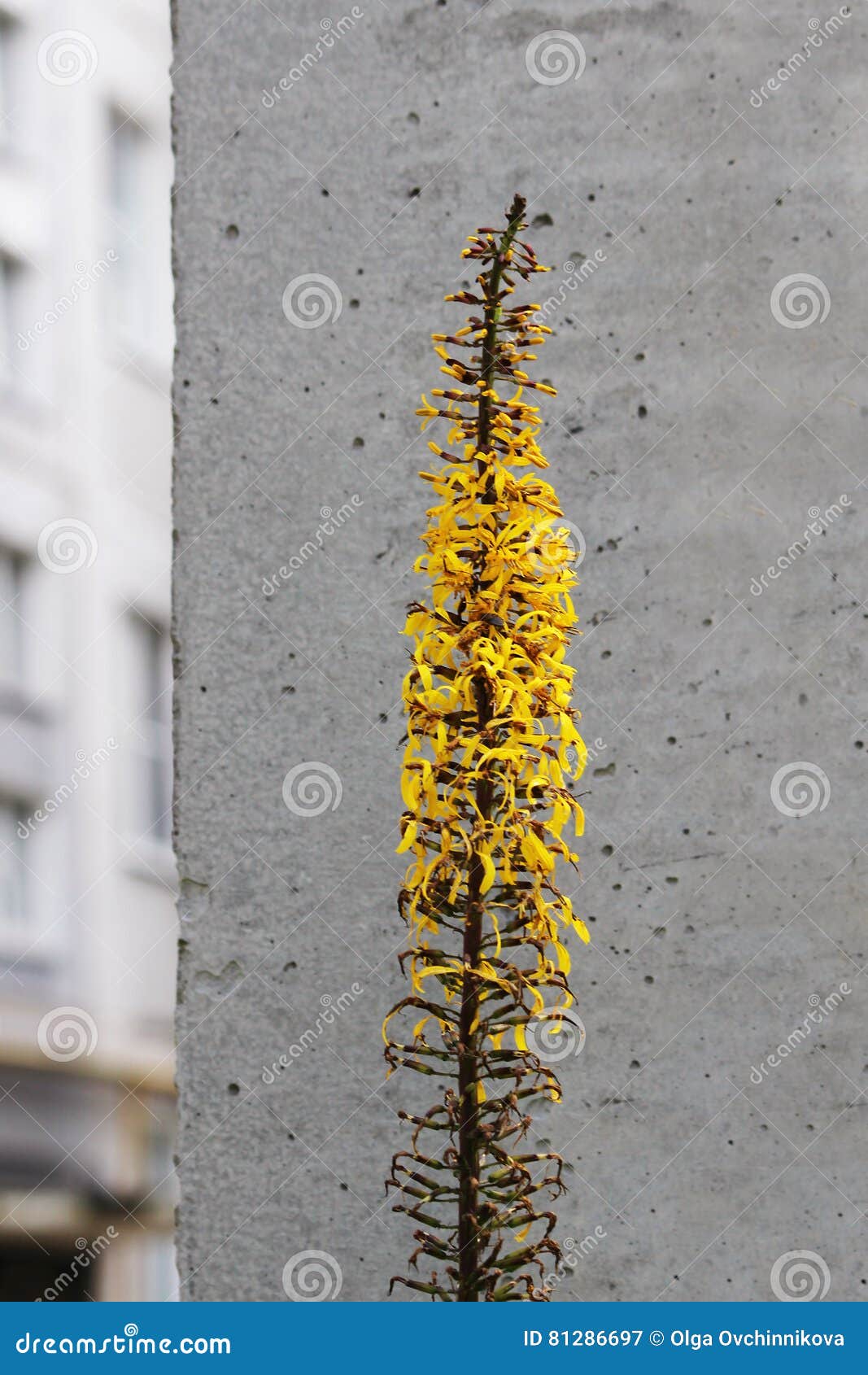 Ligularia przewalskii plant with yellow flowers on a background of gray concrete pillar.