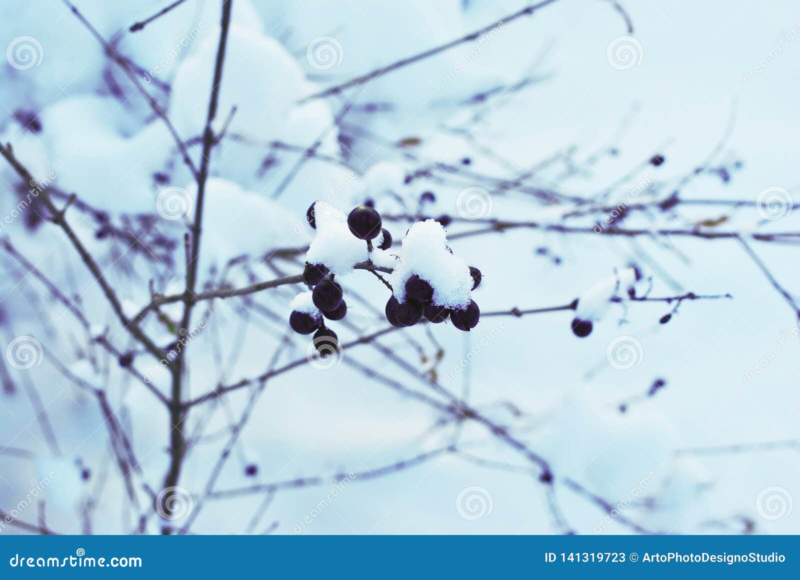 Ligustrum Vulgare Wild Privet, Common Privet, European Privet Black ...