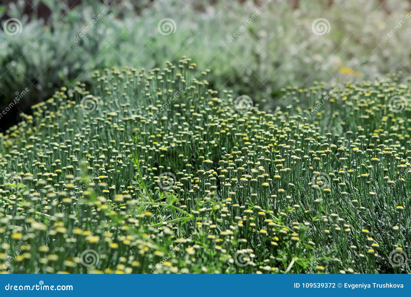 like chamomile background