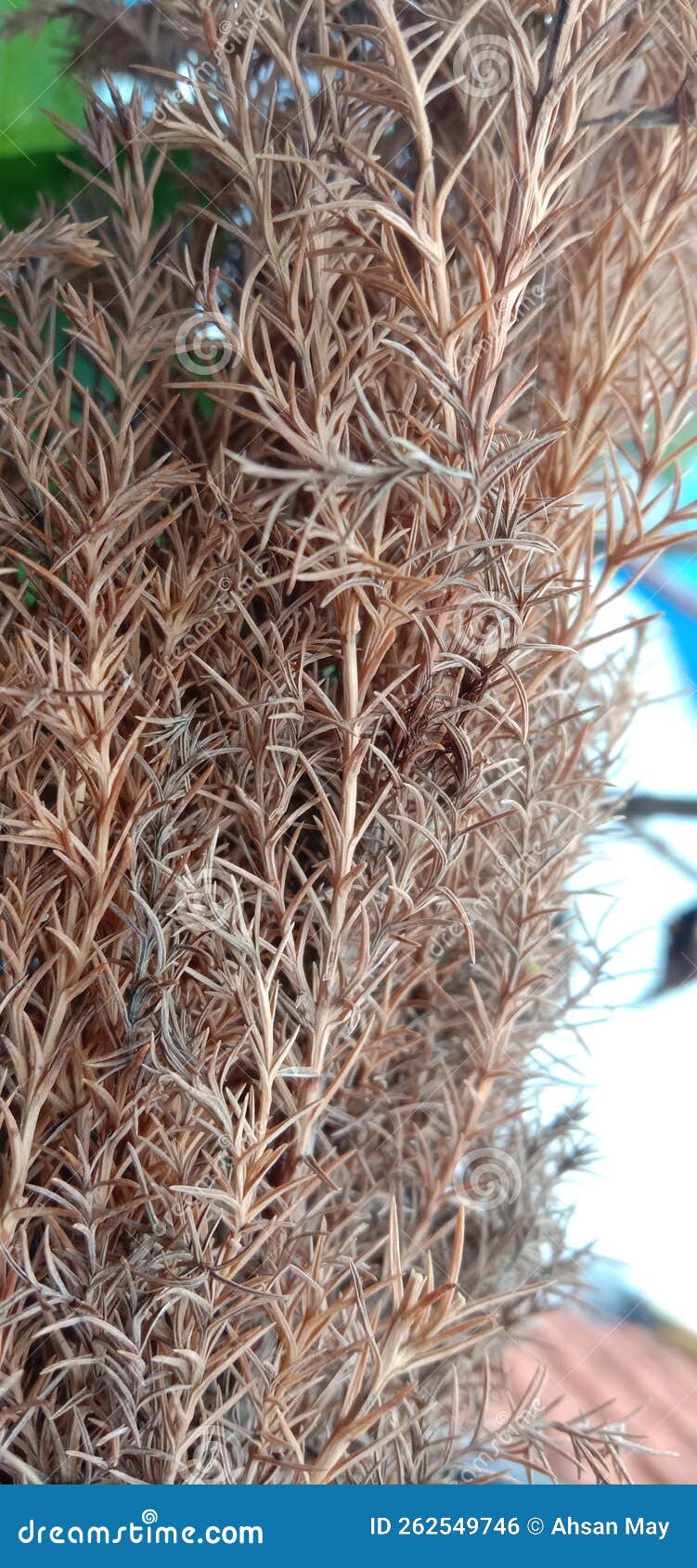 Like a Dry Plant, in Fact the Plant is Alive and so Aesthetic Stock