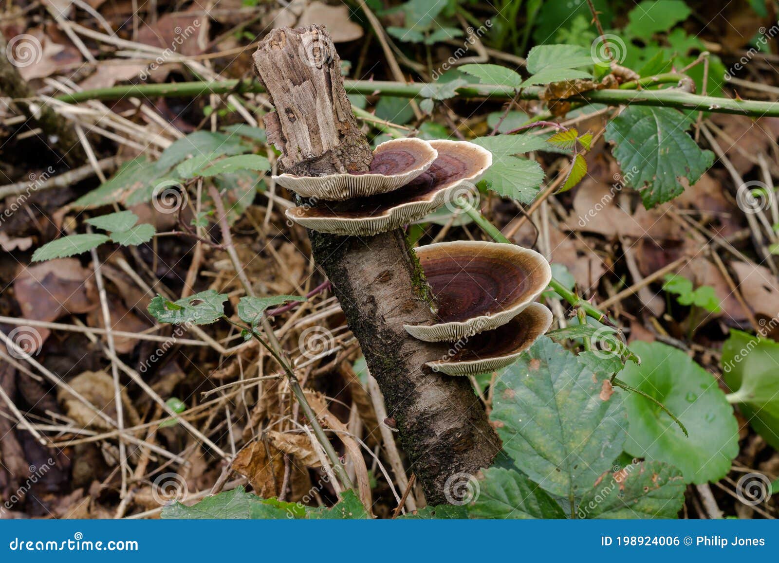 fungi, where the food chain gets sketchy.