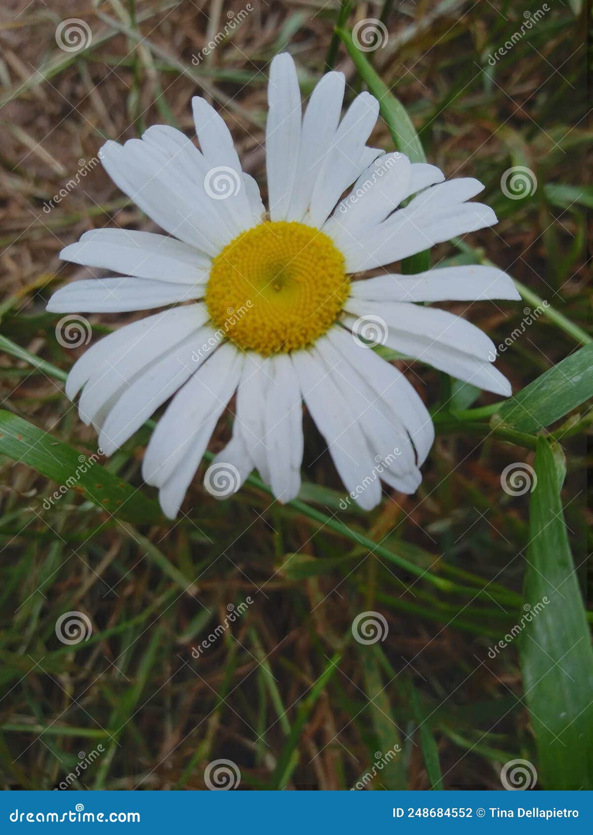 Lil& x27; Miss Daisy stock photo. Image of daisy 248684552