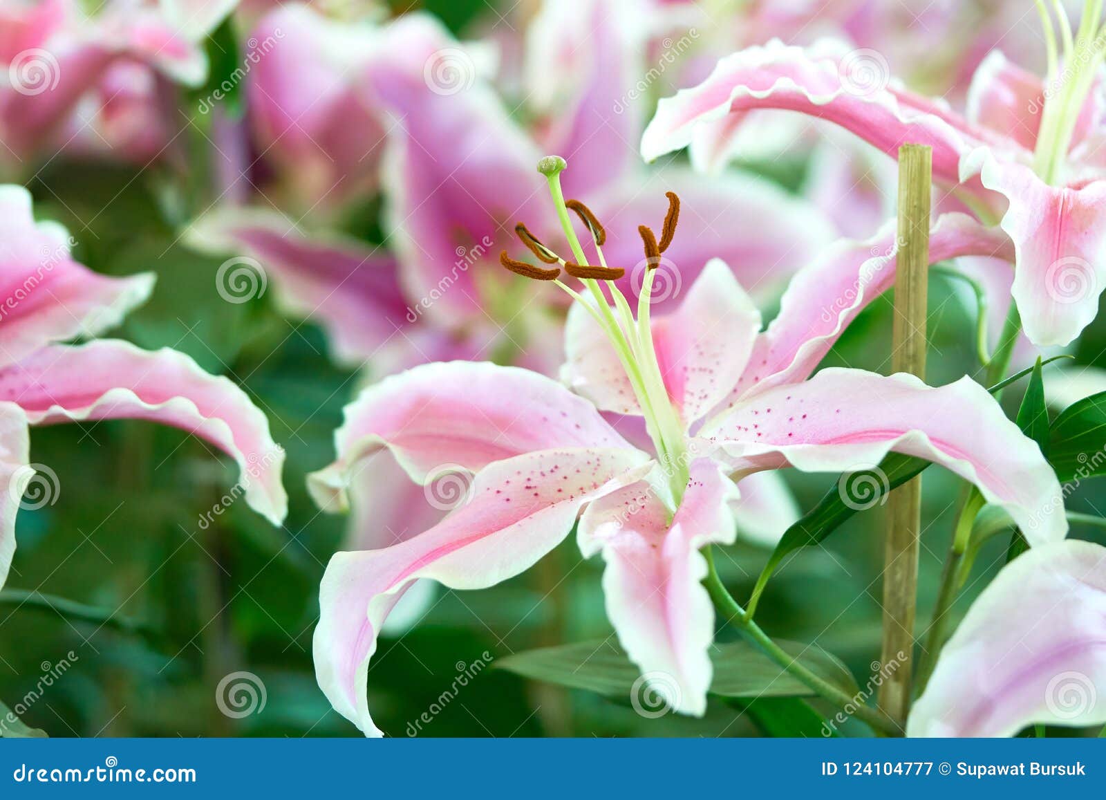Lil White Lily, Lilium Hybrids Blooming in the Garden, Gardeni Stock ...