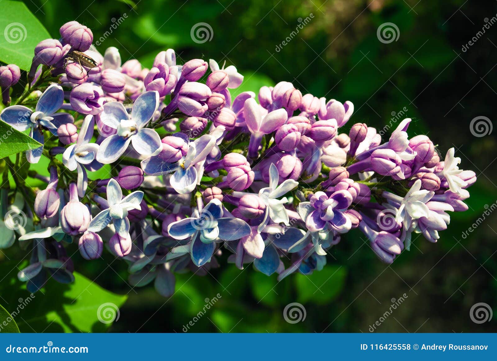 Lila Blumen Lila Blumen Im Garten Stockfoto Bild Von Nachher Hling 116425558