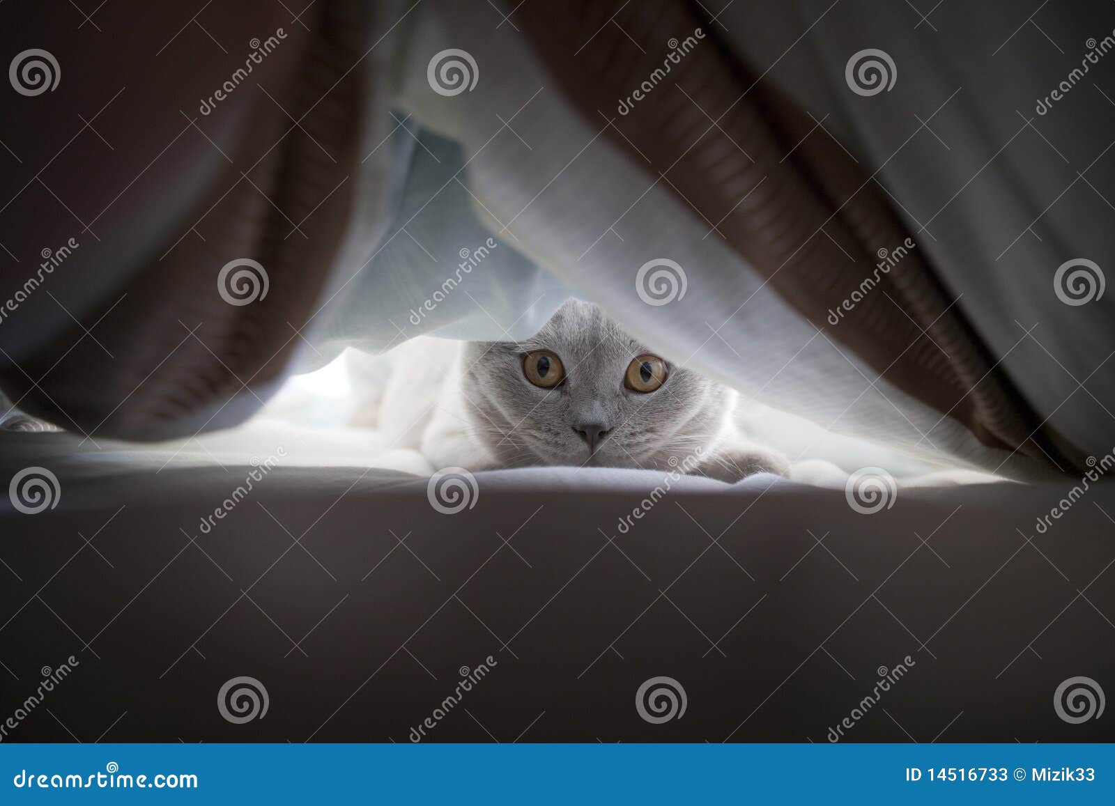 lila brit cat in bed