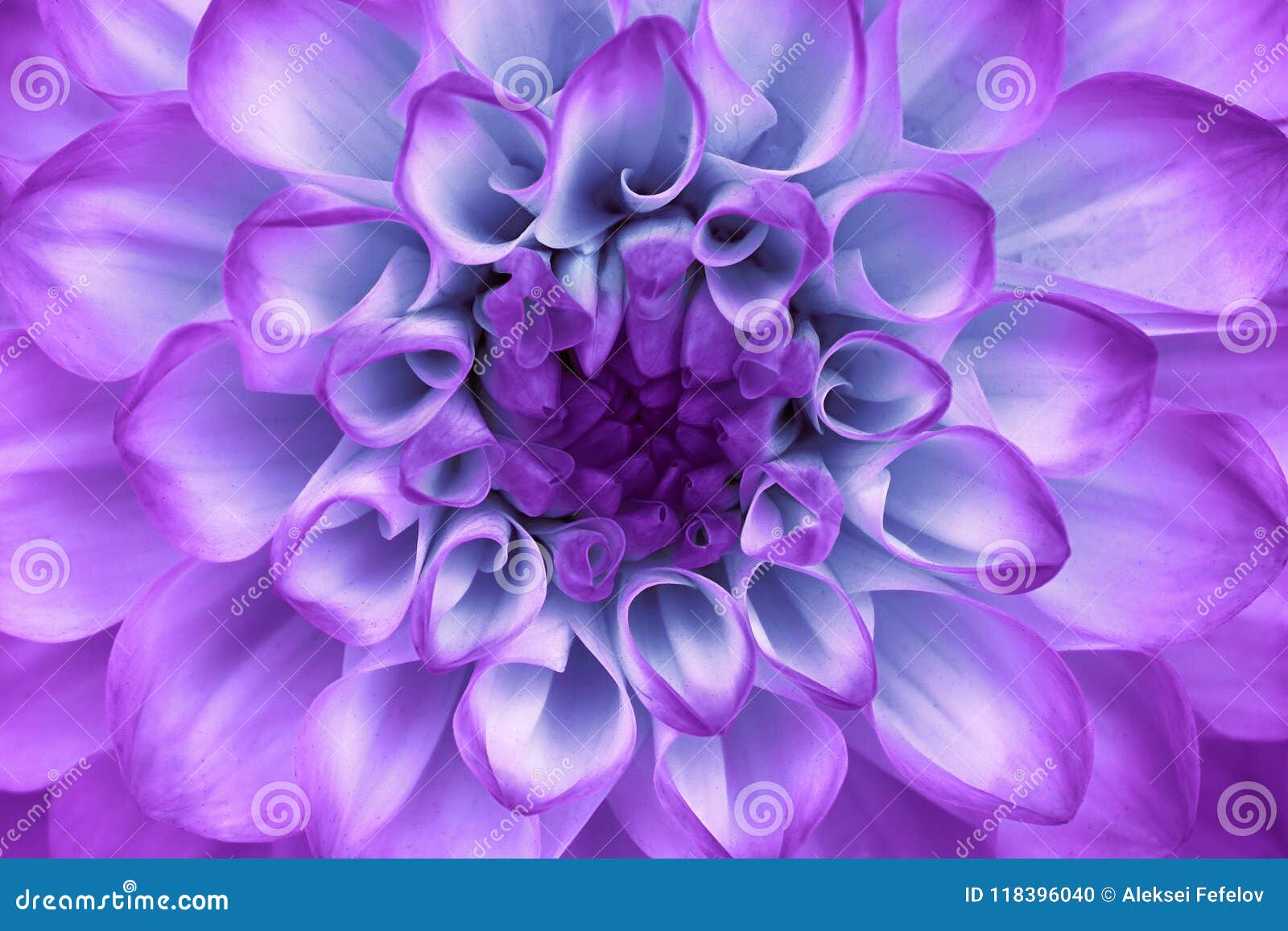 Lila Cyan Blaue Dahlienblumennahaufnahme Makro Es Kann Im Websitedesign Und Drucken Verwendet Werden Stockfoto Bild Von Haupt Muster 118396040