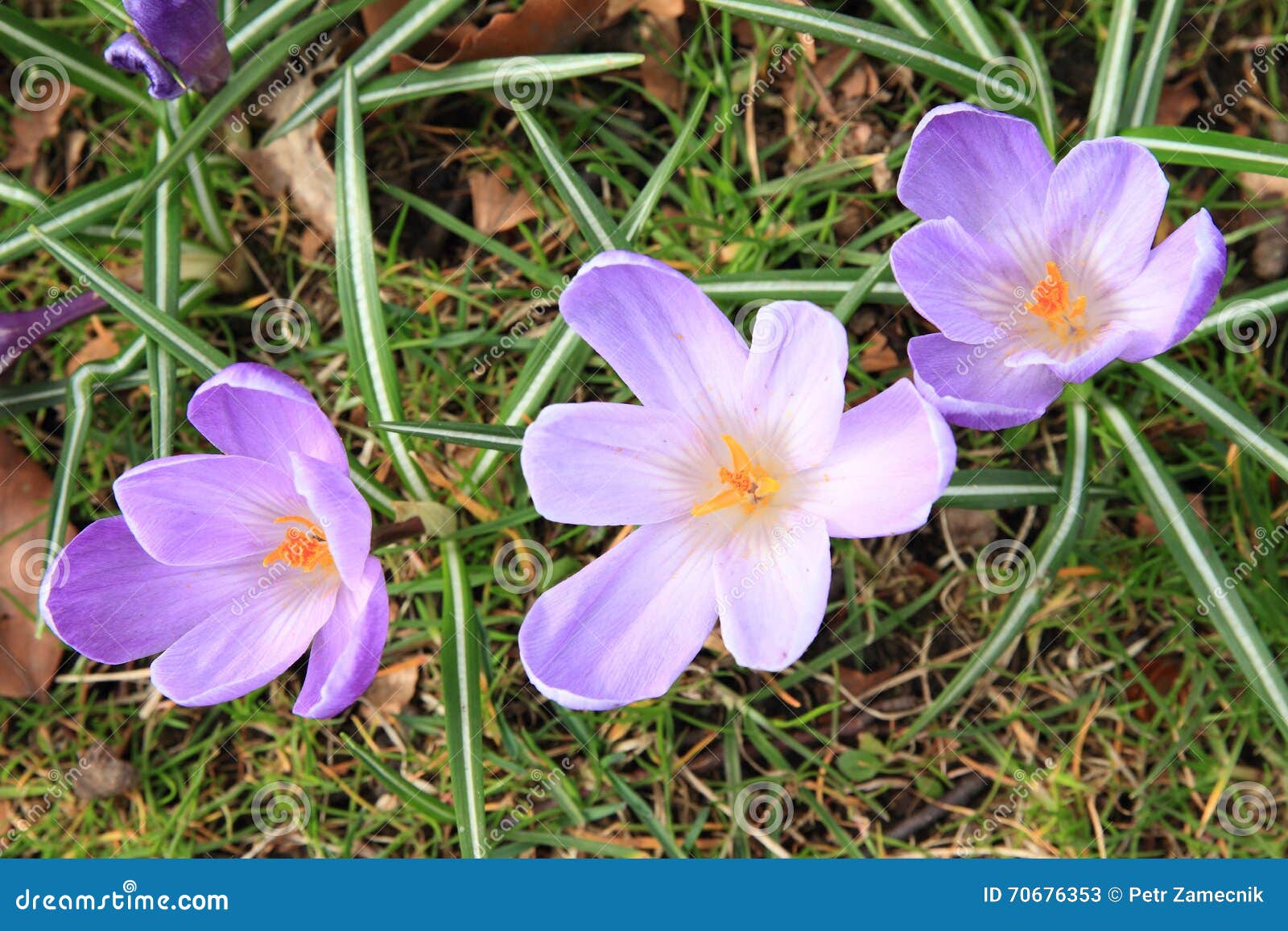 lila flowers - saffron