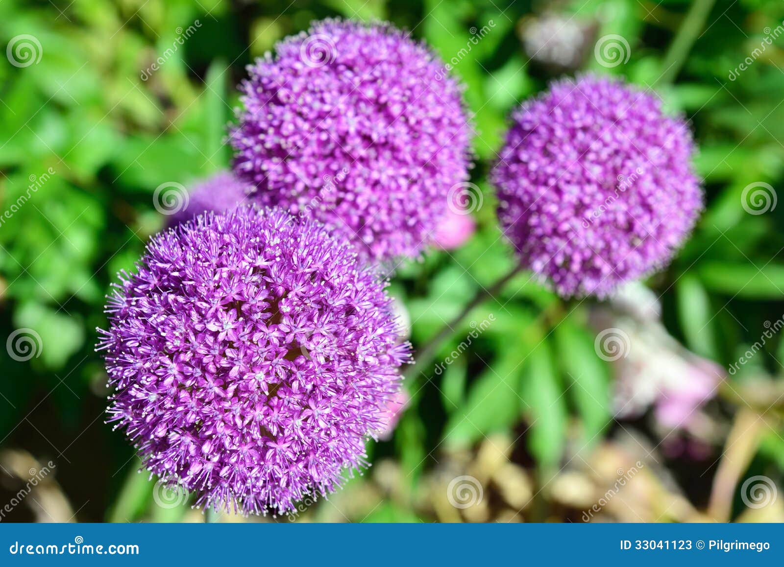 Lila Gartenblume Stockbild Bild Von Gartenblume Lila