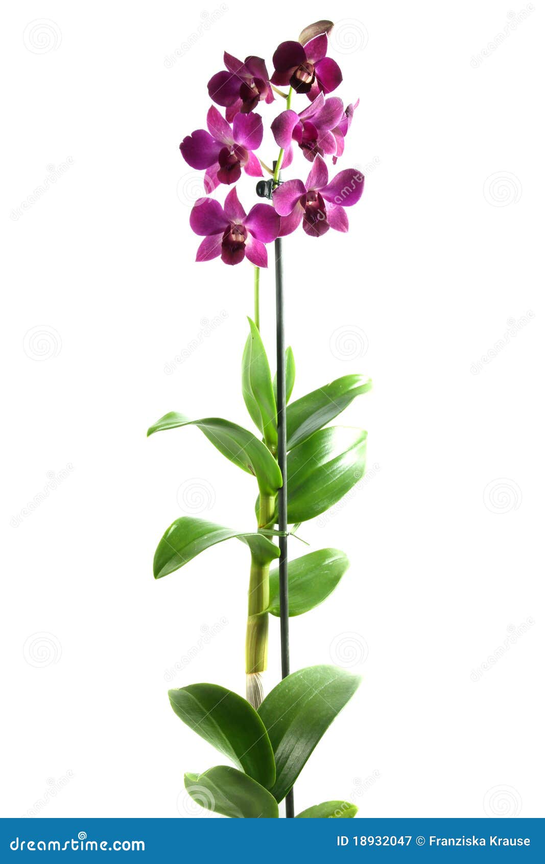 lila orchid