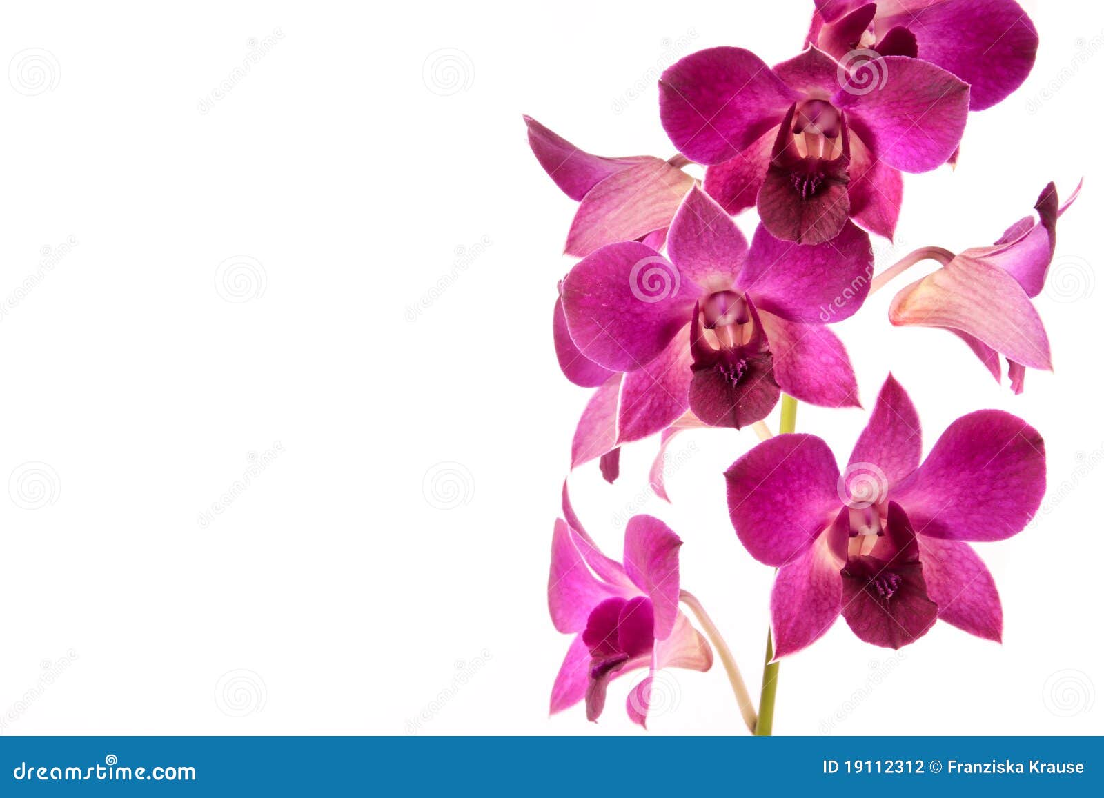 lila orchid