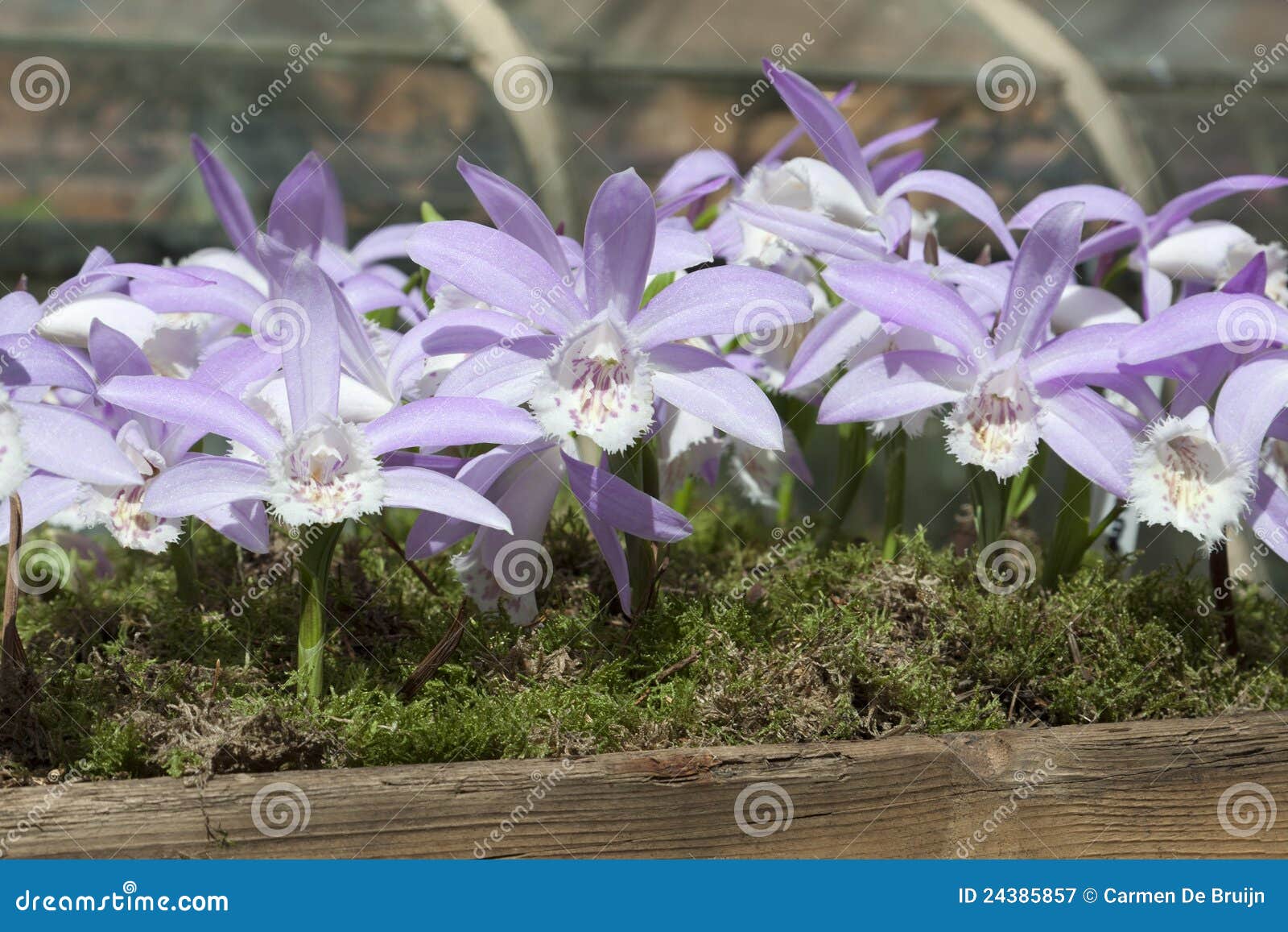 lila orchid like flowers in a wooden planter