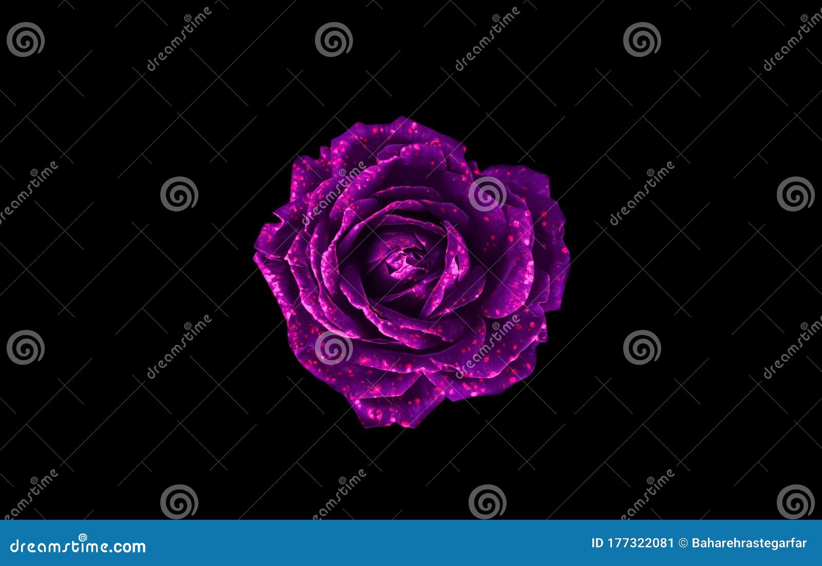 Lila Rose Auf Schwarzen Hintergrund Stockbild Bild Von Stieg Funkelt 177322081