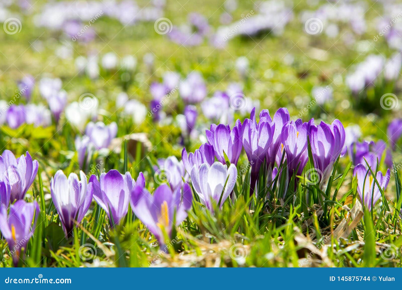 lila and white crocus alpine flowers blooming on spring on alps