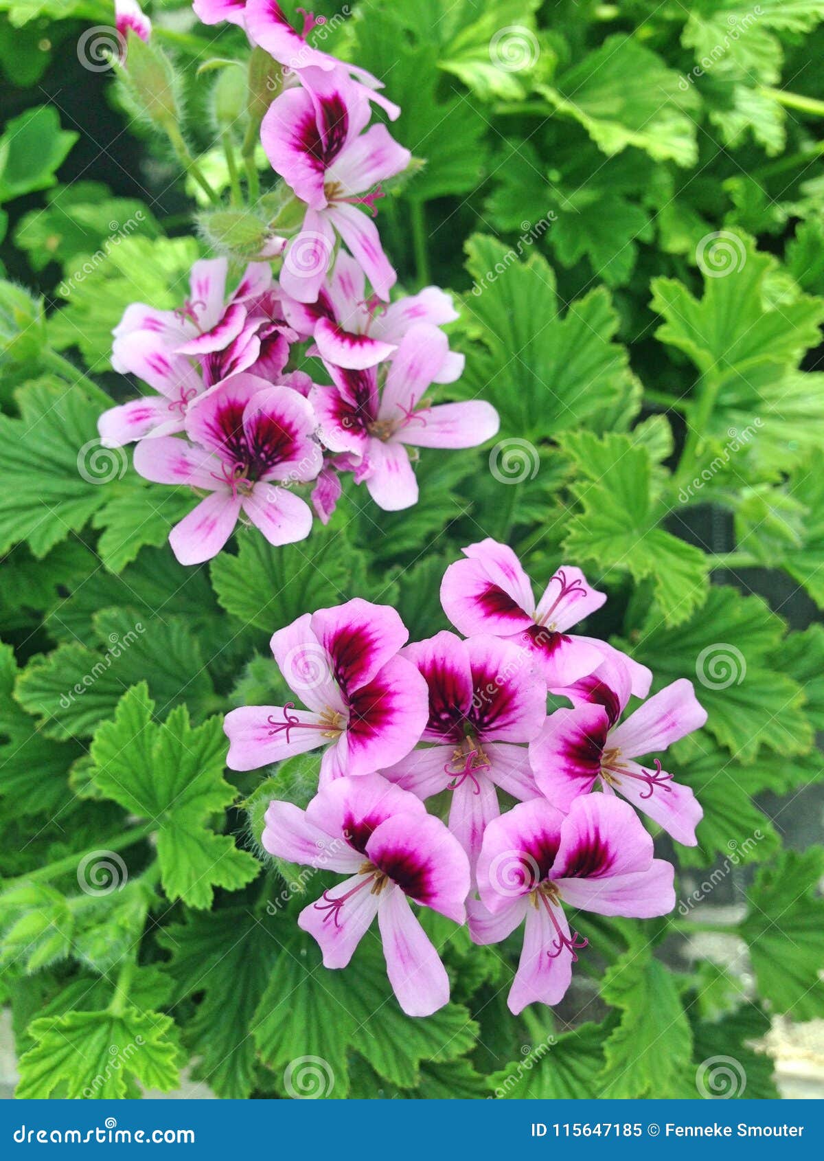 Lila Y Flores Púrpuras Del Geranio Del Pelargonium Imagen de archivo -  Imagen de florecimiento, podadizo: 115647185