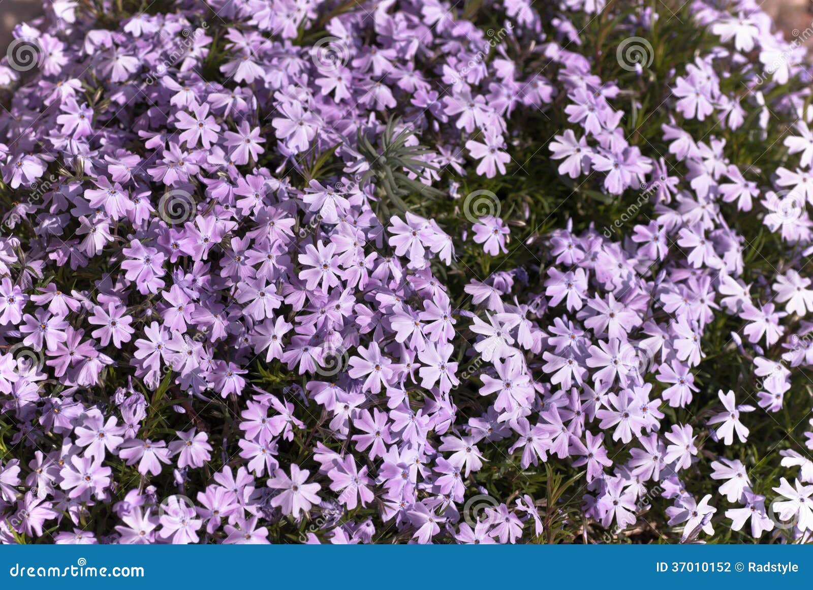 Lilac Bedding Plant in Flower Stock Photo Image of flowers, moss