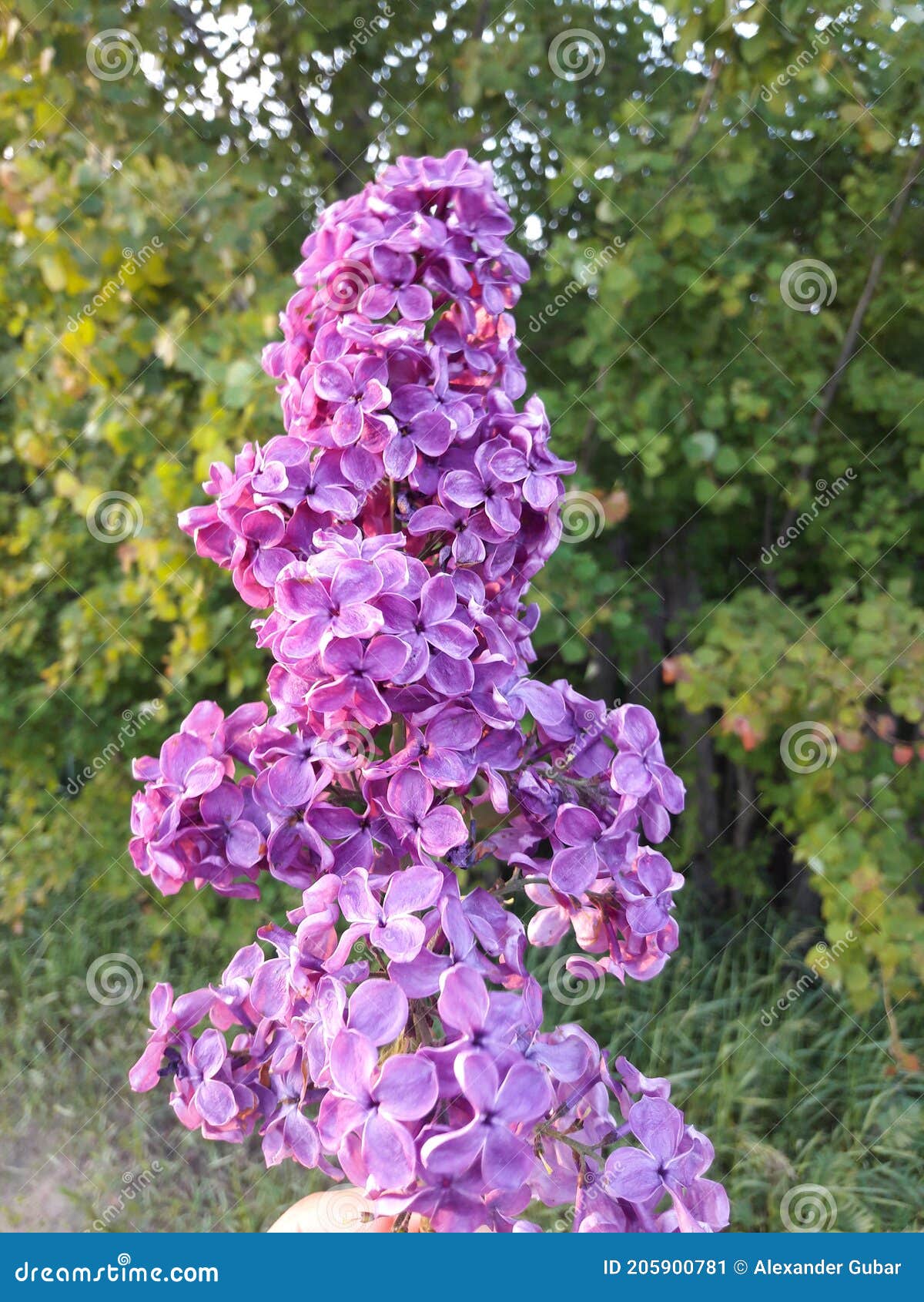 Lilac in the Garden Outside the City Stock Image Image of outside
