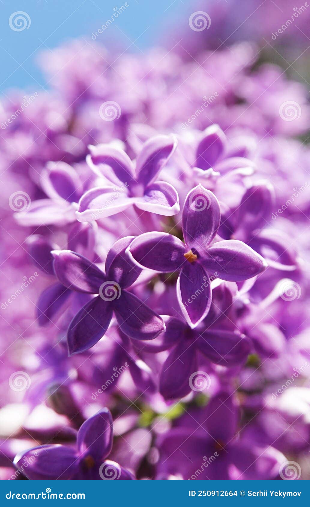 Lilac Blooms in Clusters of Flowers in Spring Stock Photo Image of
