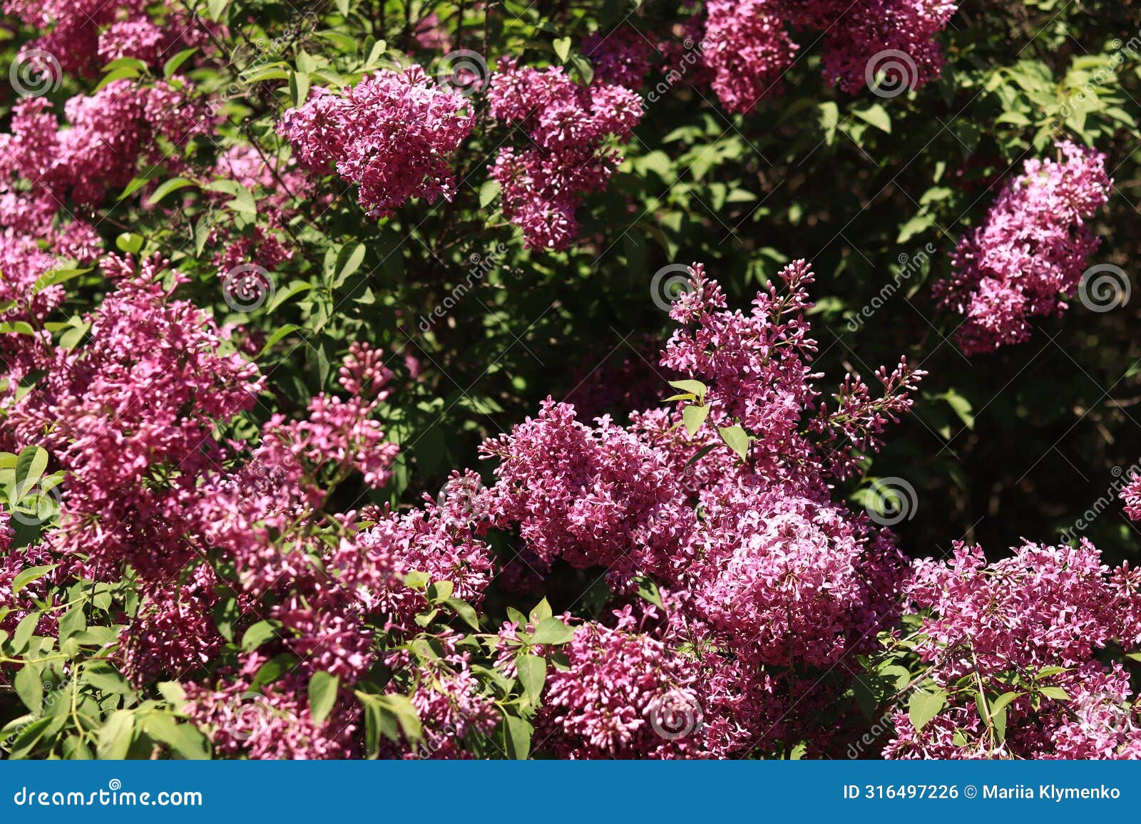 lilac blossom on a sunny day in the park. pink flowers, large inflorescences