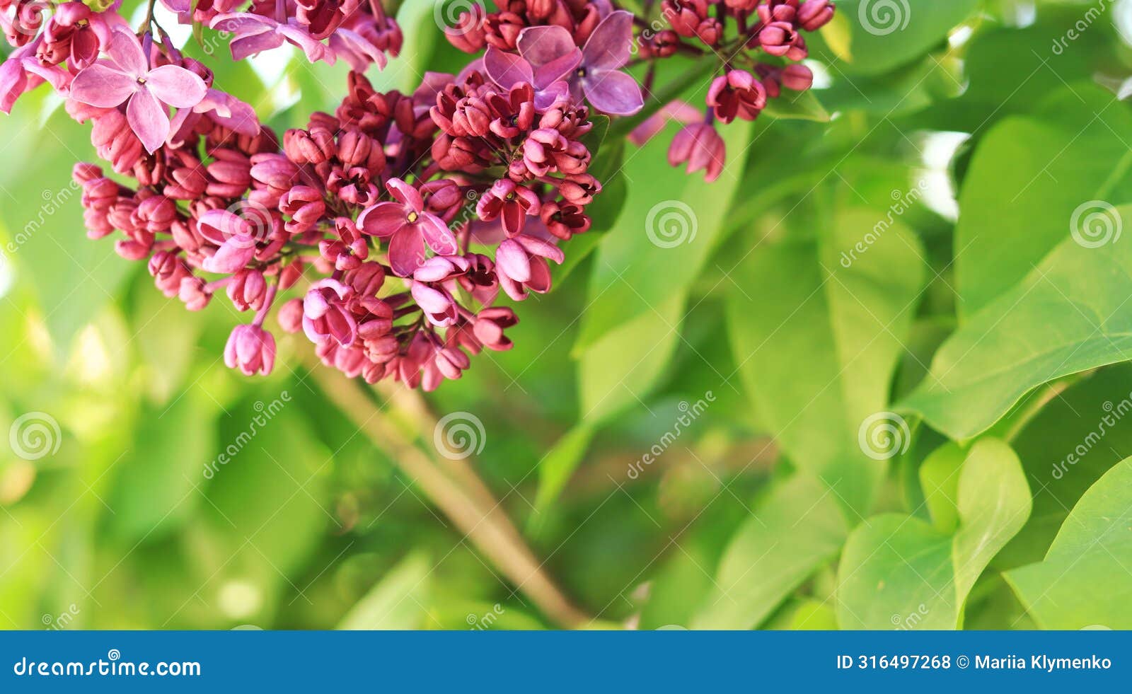 lilac blossom on a sunny day in the park. pink flowers, large inflorescences