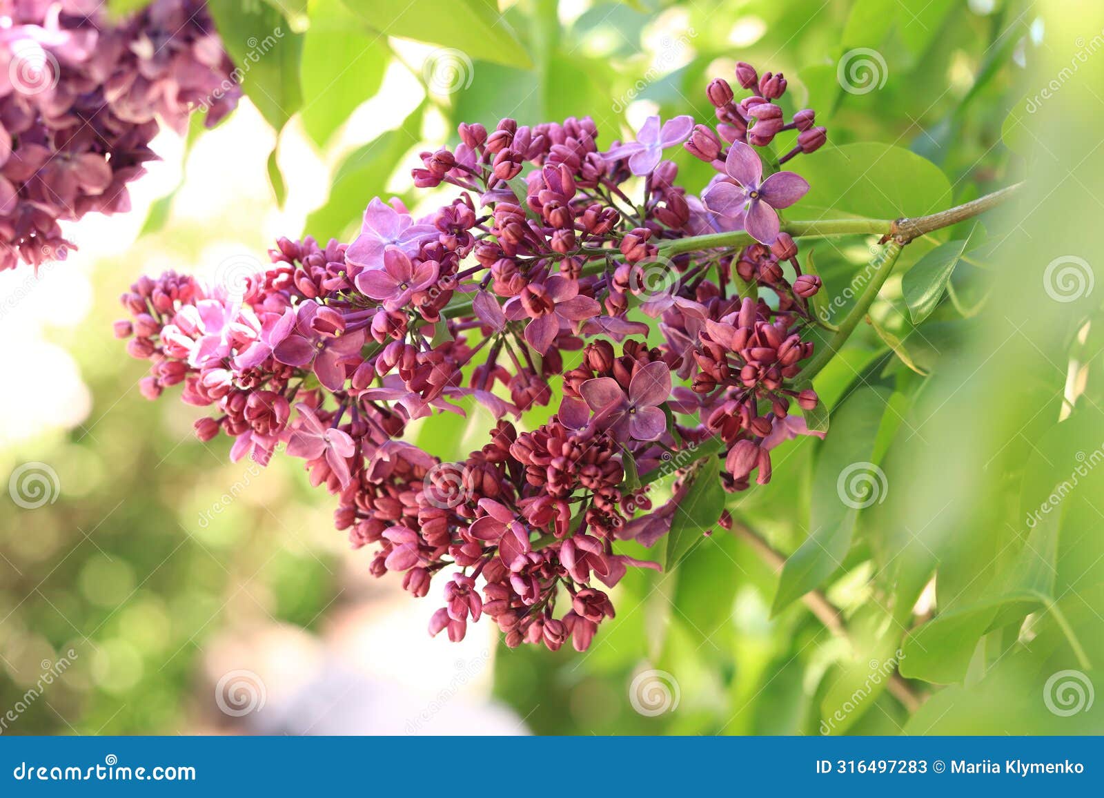 lilac blossom on a sunny day in the park. pink flowers, large inflorescences